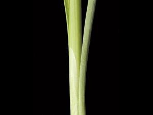 Quenouille feuilles larges (Typha latifolia)_3