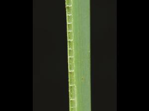 Quenouille feuilles larges (Typha latifolia)_5