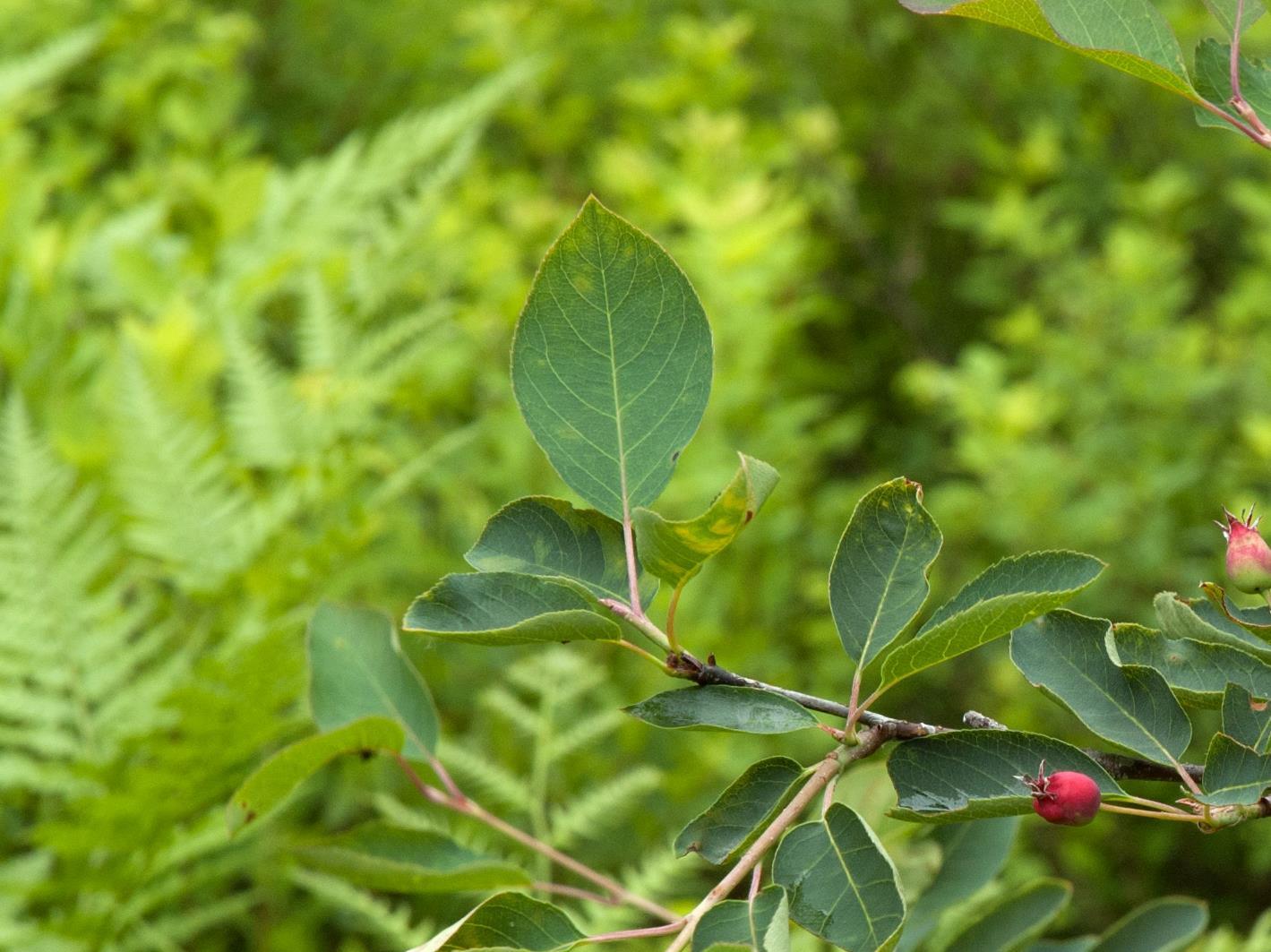 Amélanchier de Bartram(Amelanchier bartramiana)_2