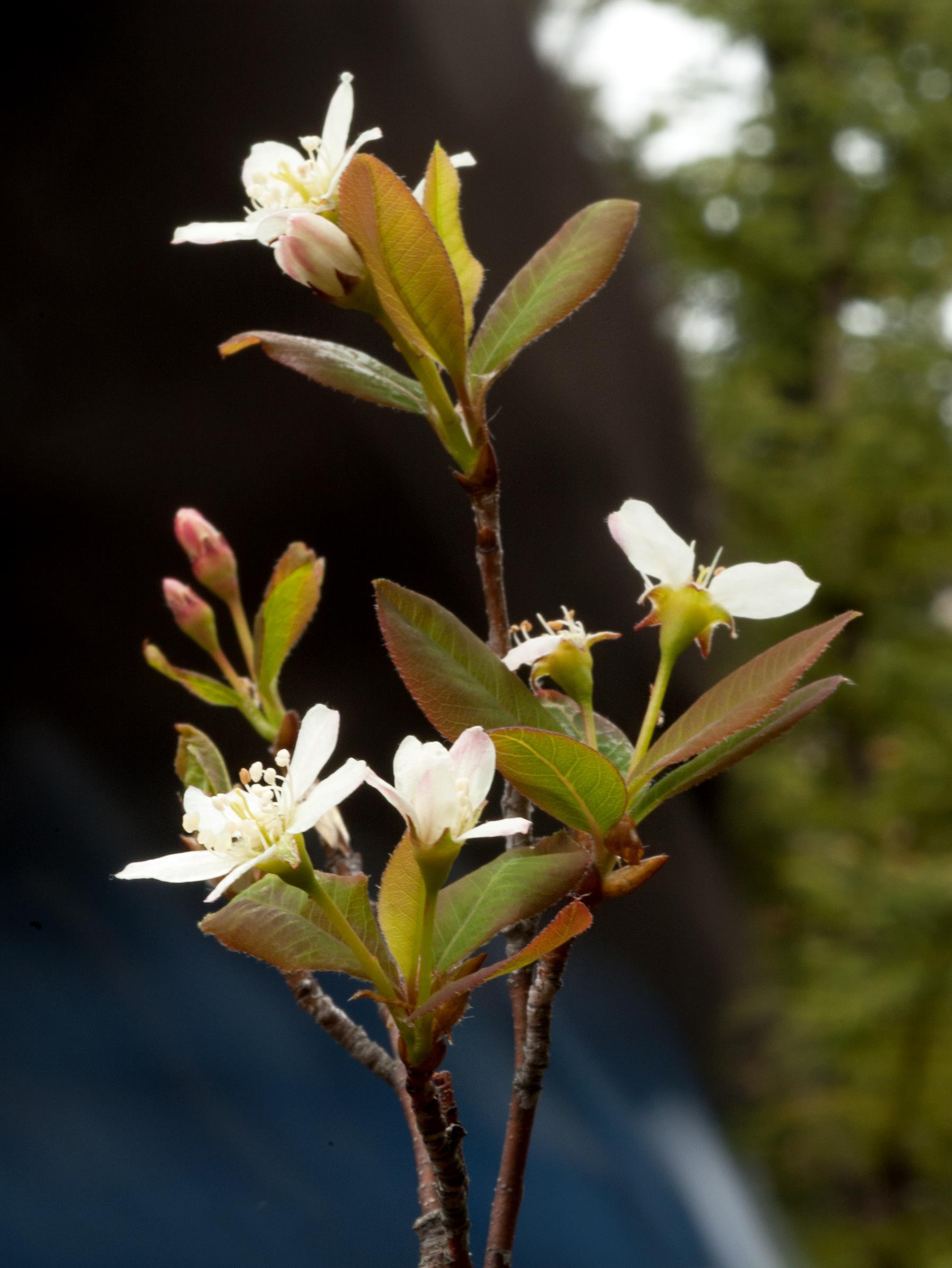 Amélanchier de Bartram(Amelanchier bartramiana)_3