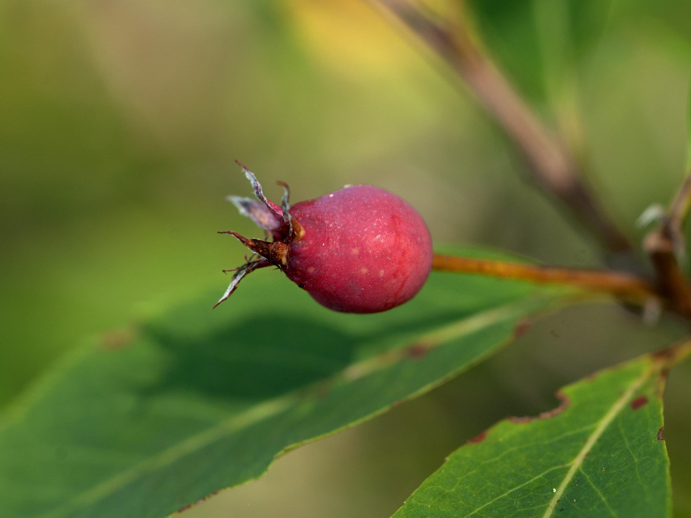 Amélanchier de Bartram(Amelanchier bartramiana)_4