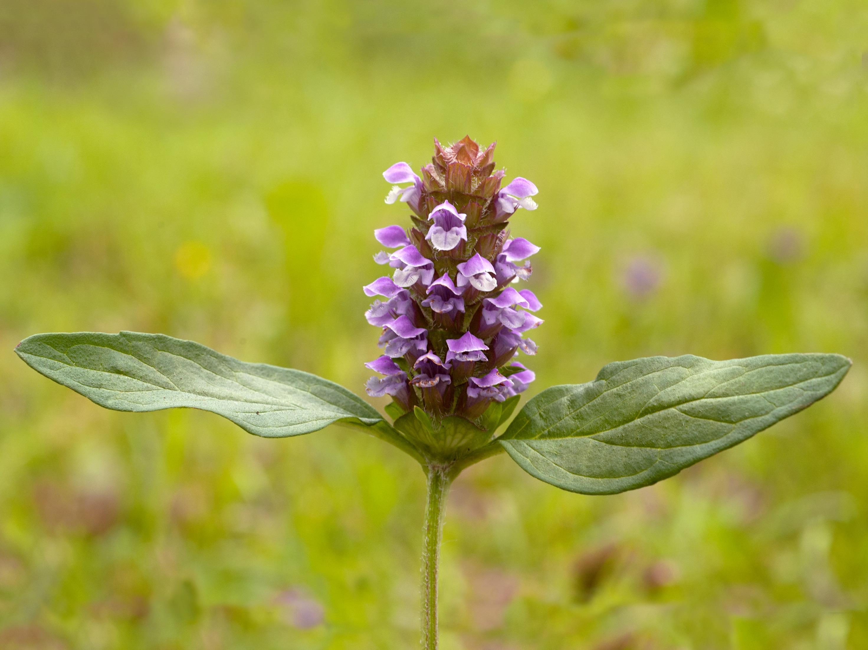 Brunelle vulgaire(Prunella vulgaris)_3