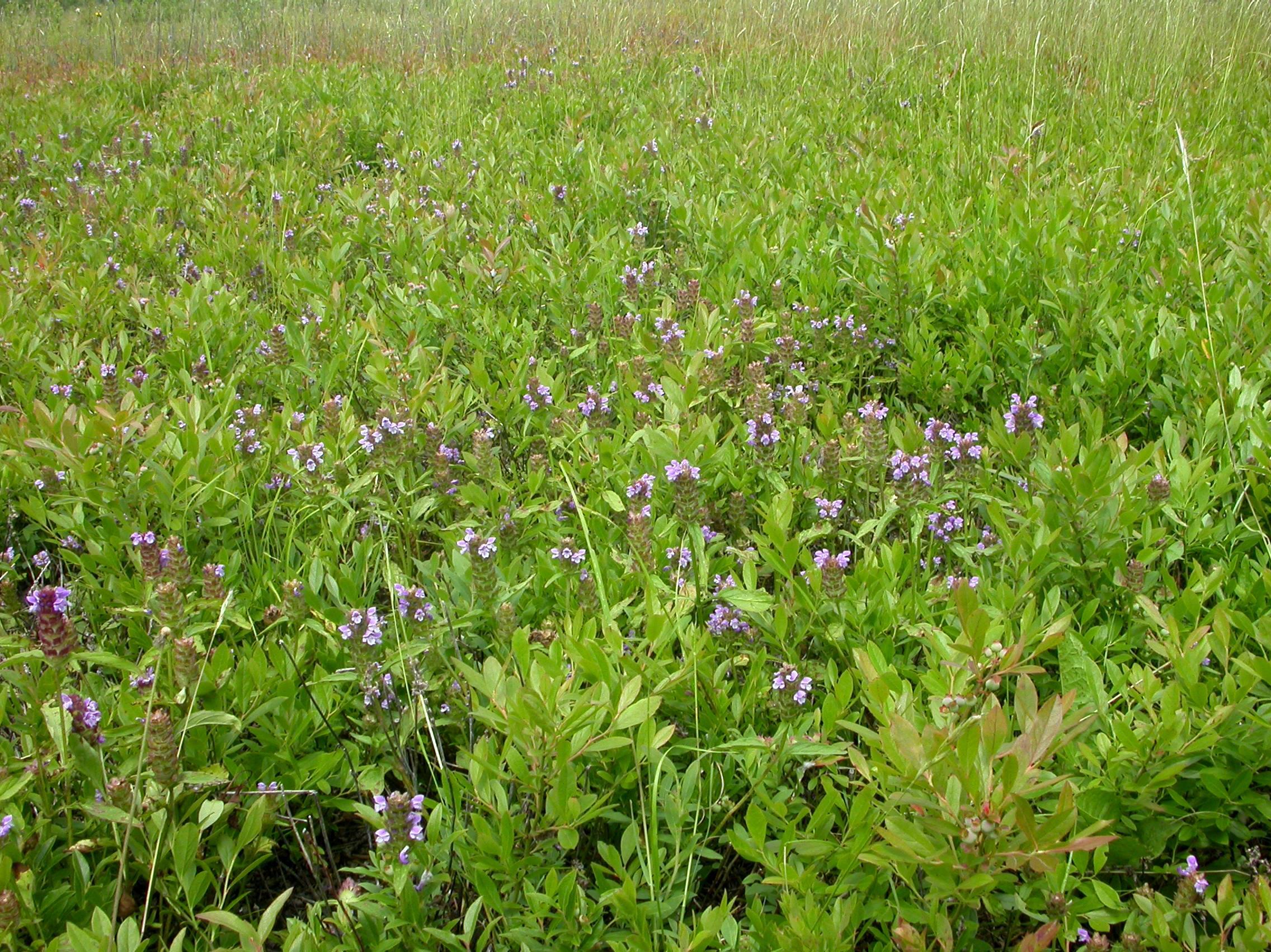 Brunelle vulgaire(Prunella vulgaris)_4