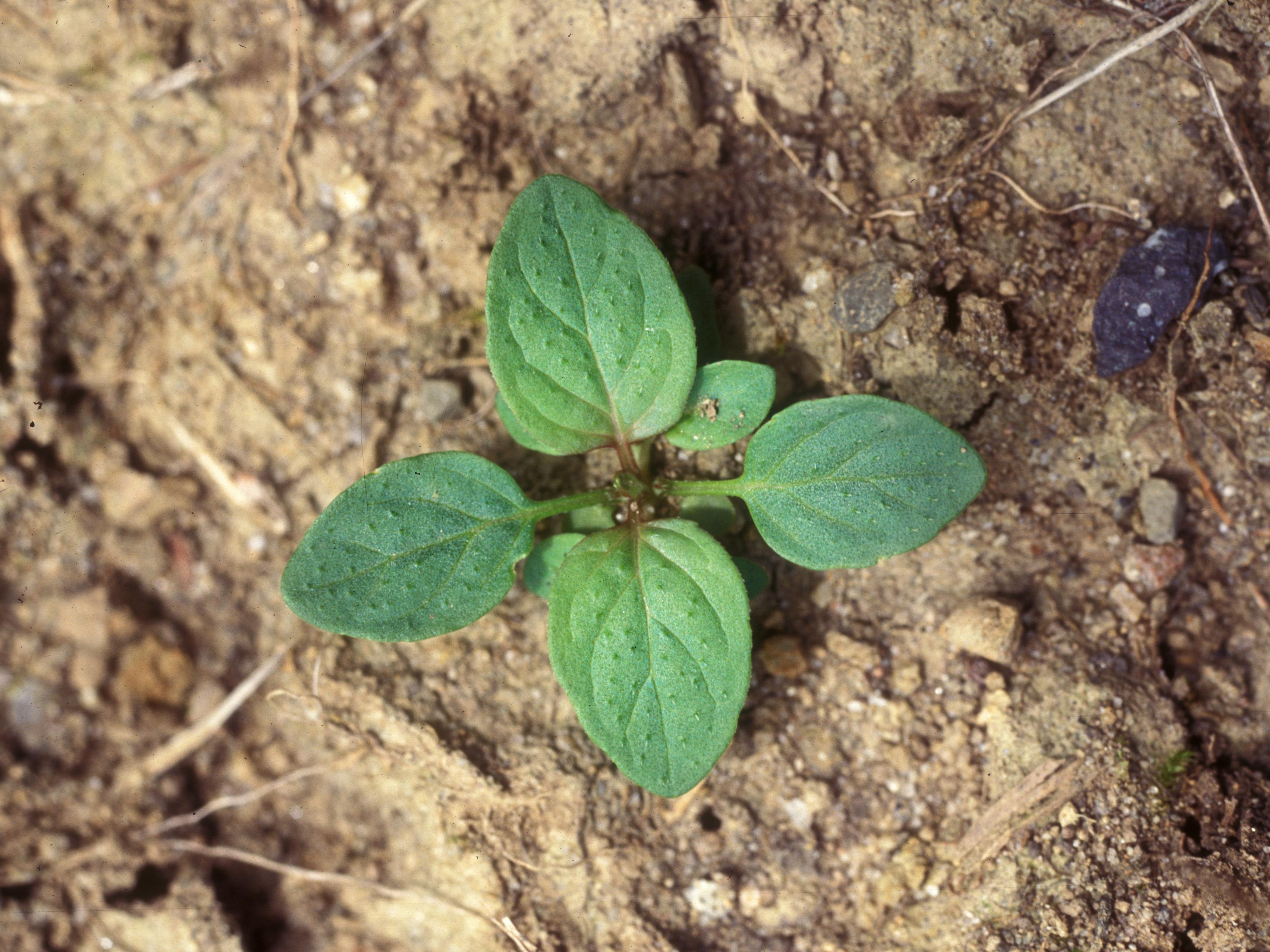 Brunelle vulgaire(Prunella vulgaris)_6