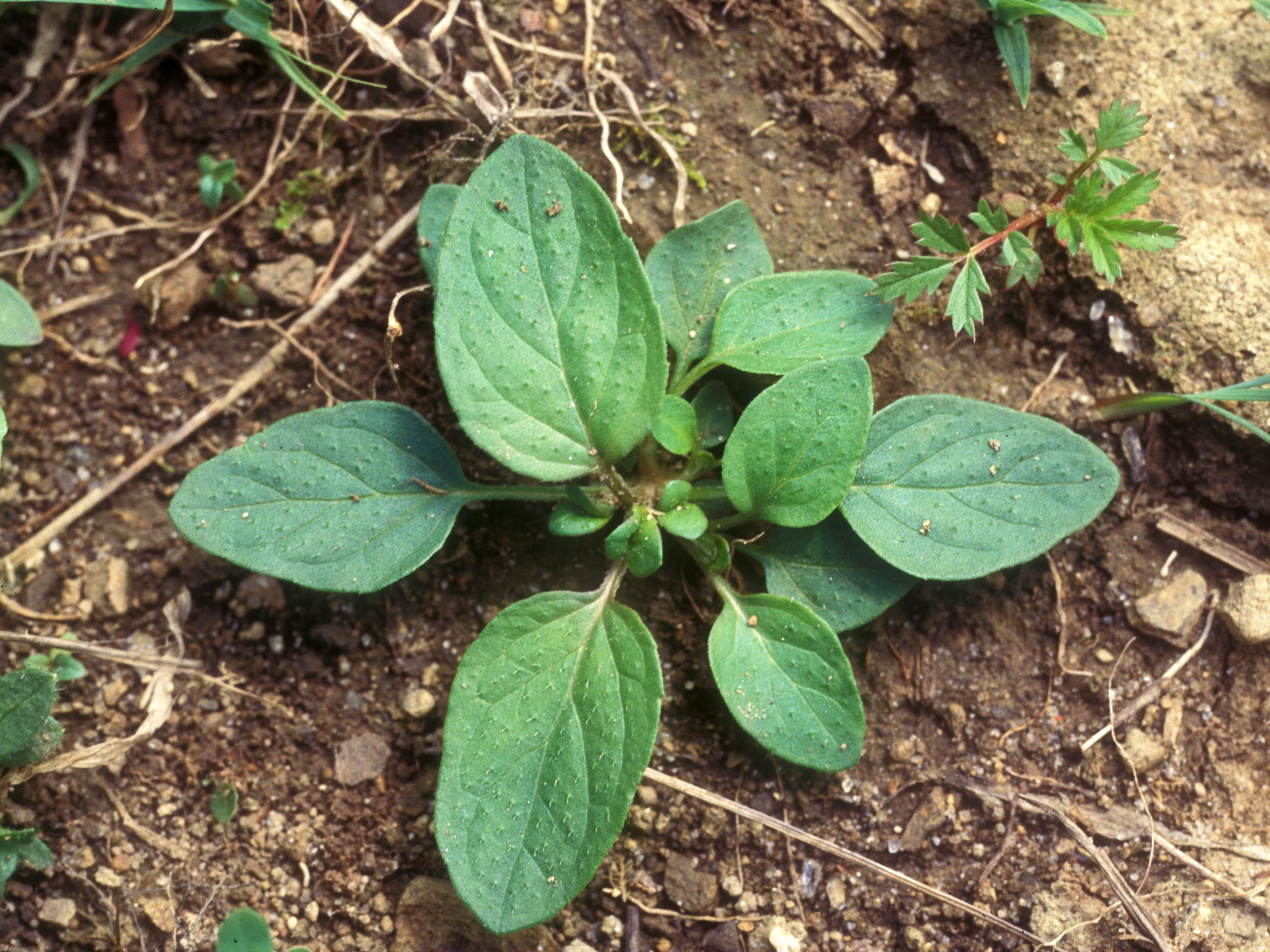 Brunelle vulgaire(Prunella vulgaris)_7