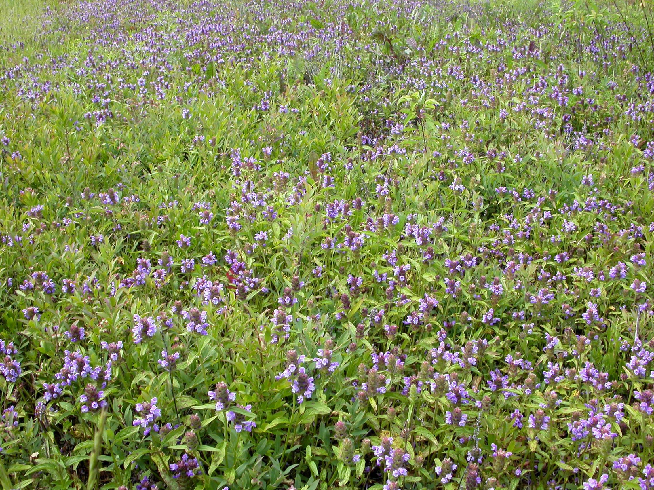 Brunelle vulgaire(Prunella vulgaris)_8