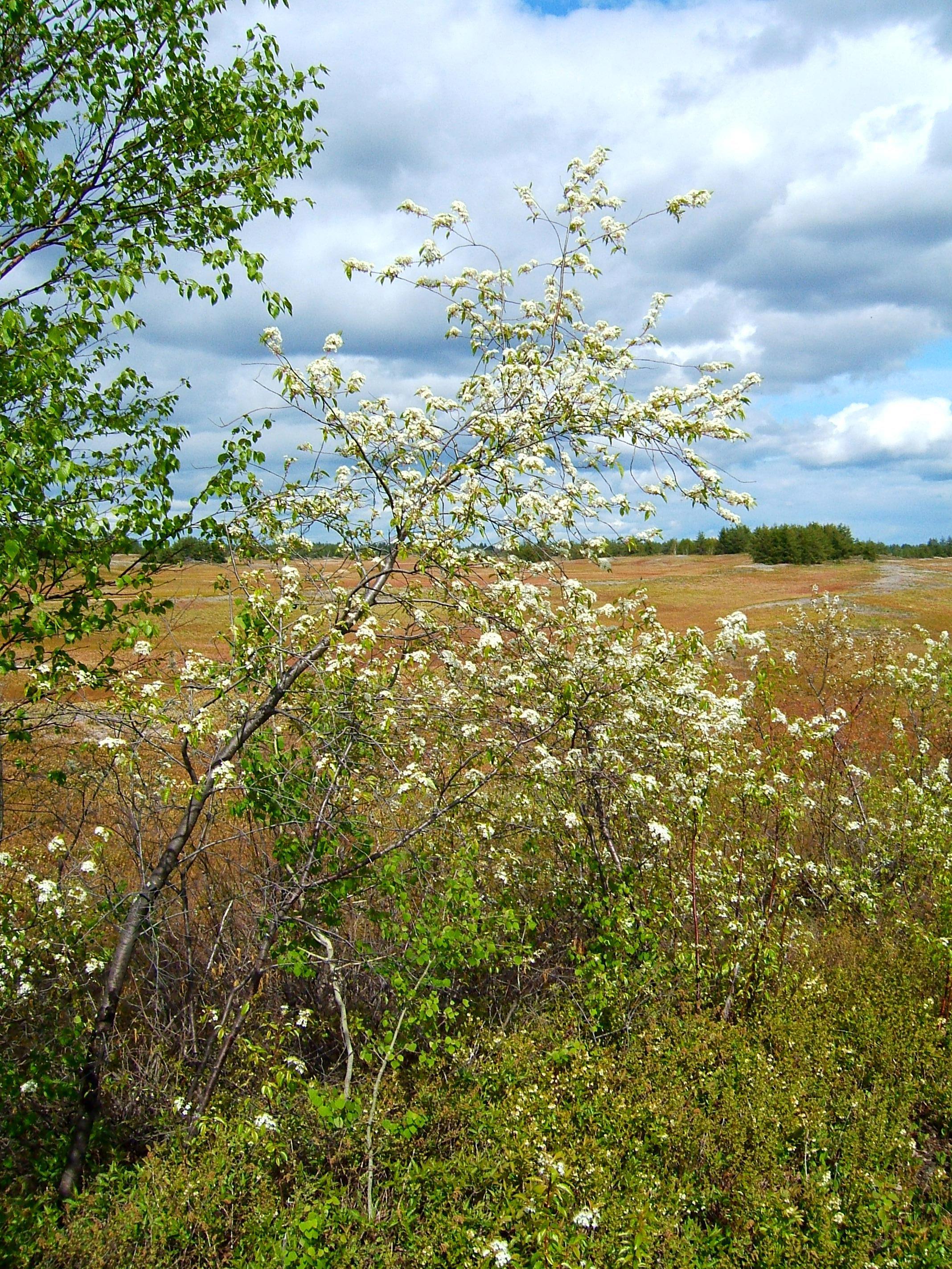 Cerisier Pennsylvanie(Prunus pensylvanica)_1