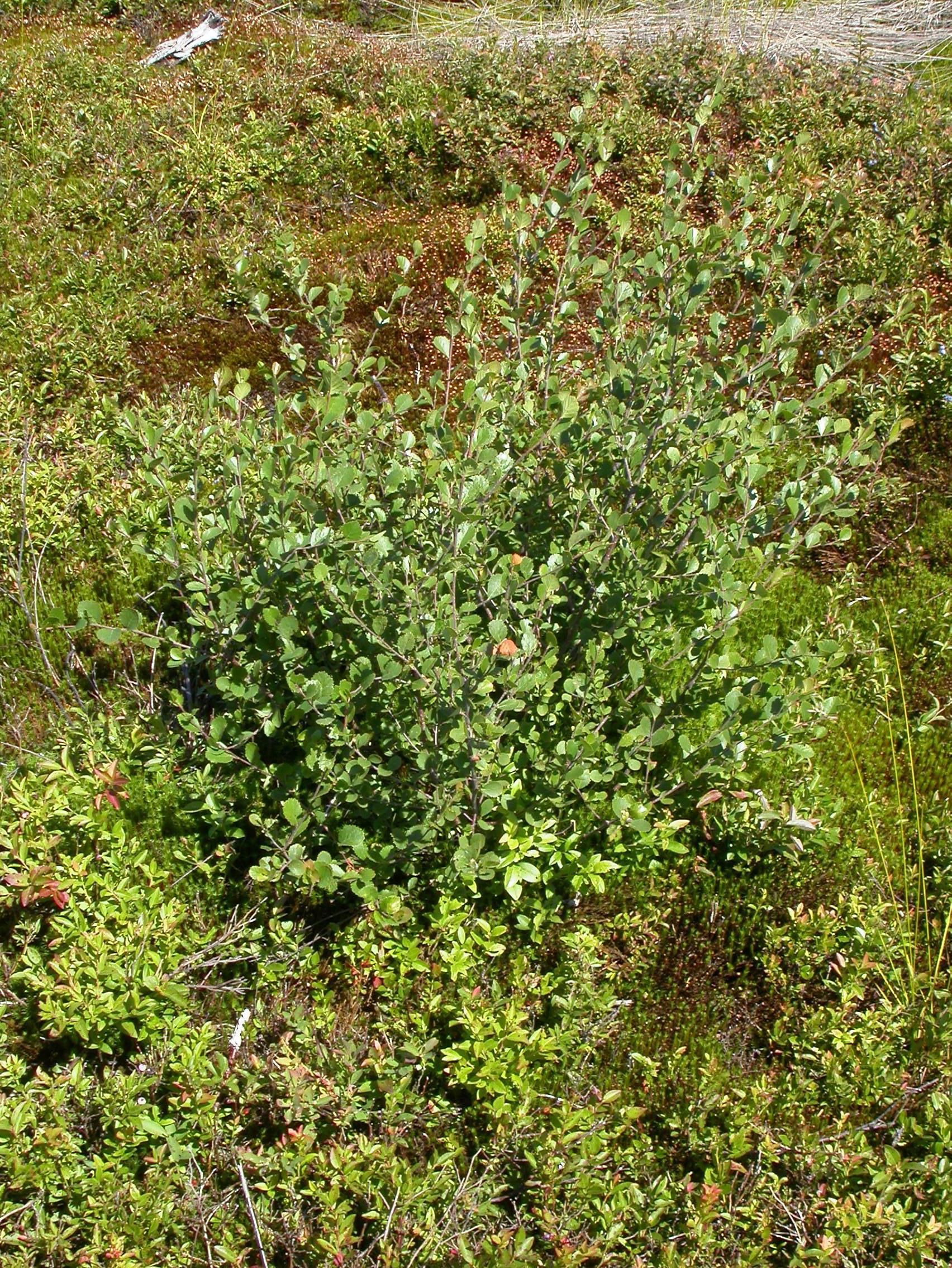 Bouleau nain boréal(Betula pumila)_1