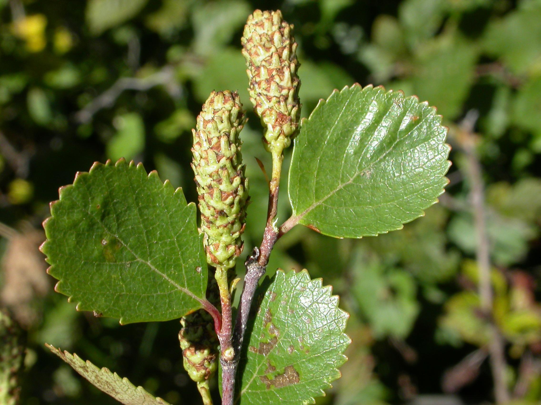 Bouleau nain boréal(Betula pumila)_2