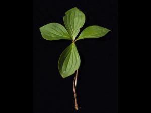 Quatre temps (Cornus canadensis)_4