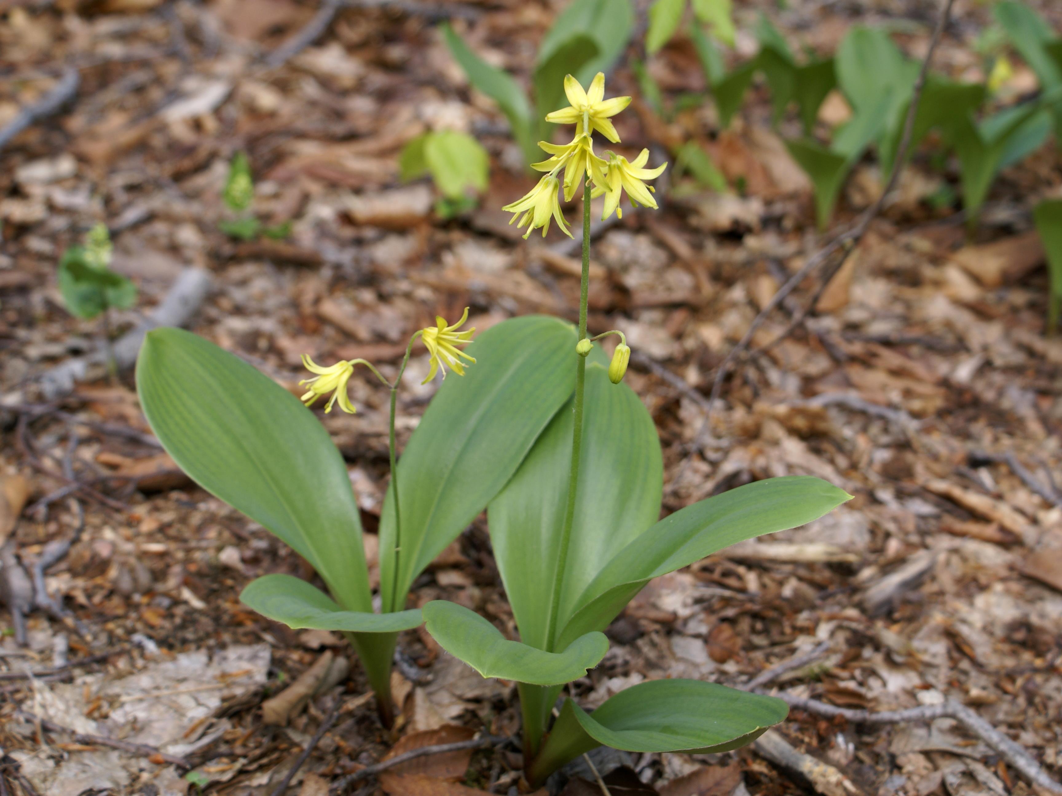 Clintonie boréale(Clintonia borealis)_1