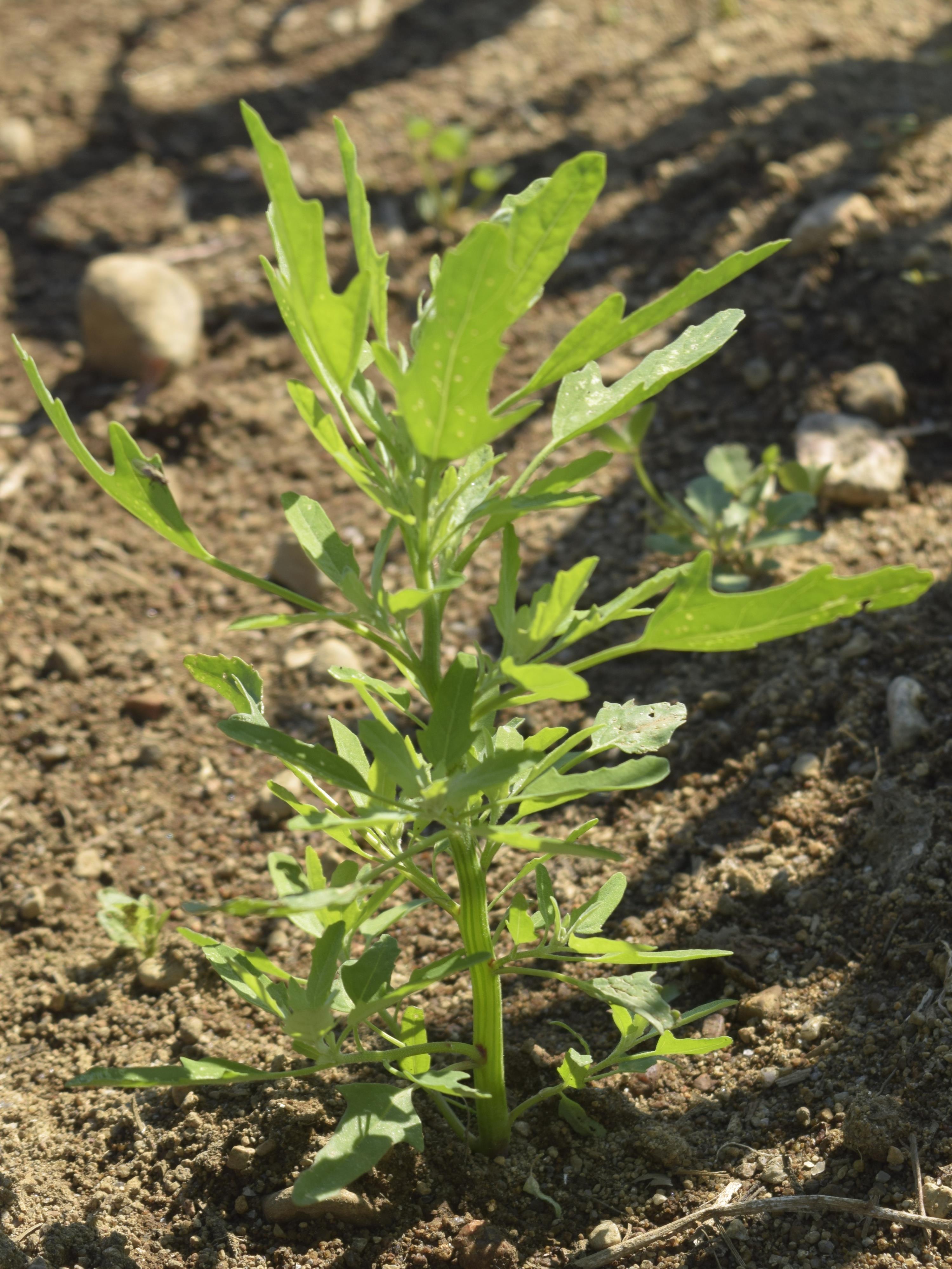 Chénopode feuilles figuier(Chenopodium ficifolium)_8