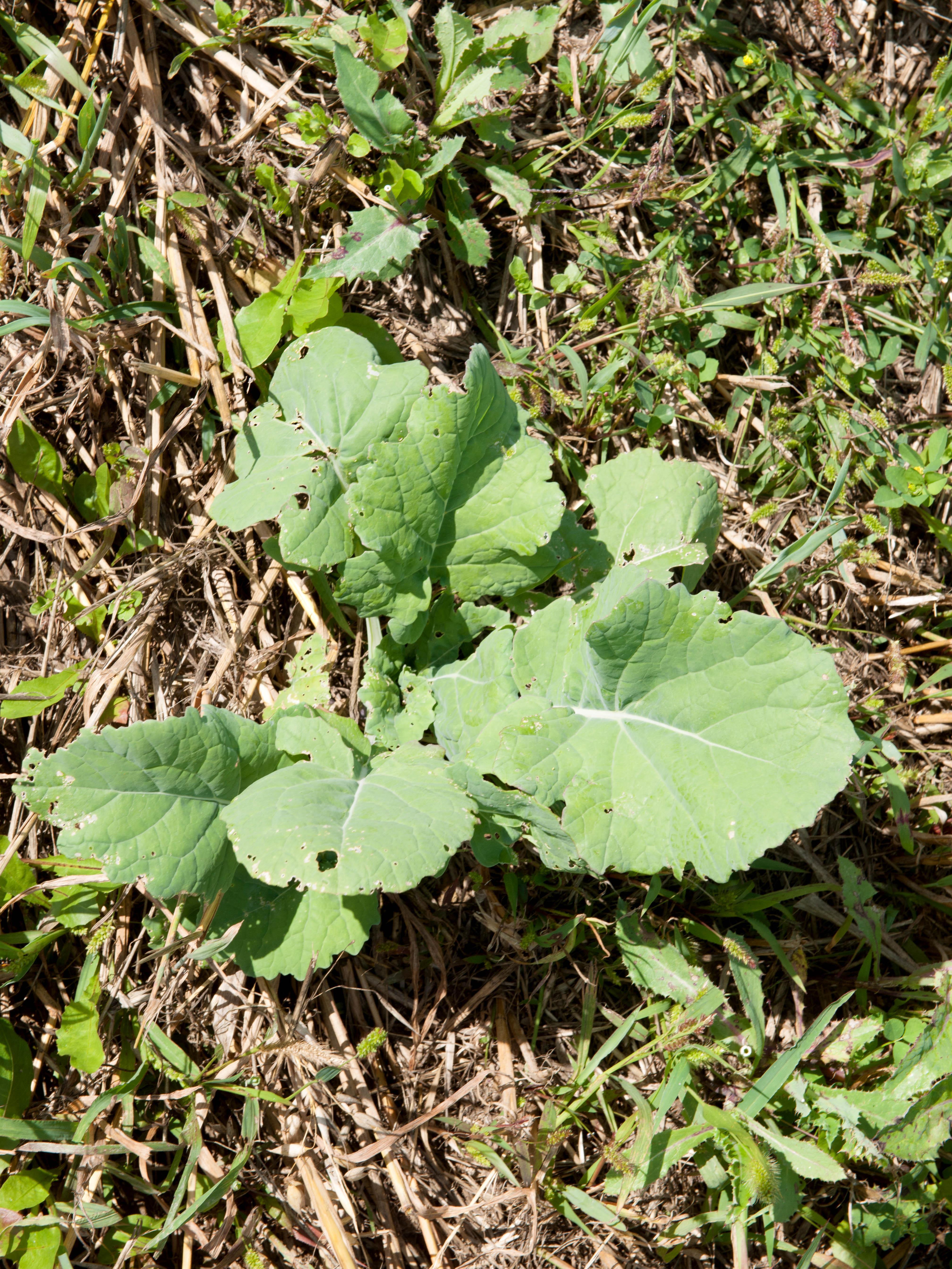 Canola(Brassica napus)_5