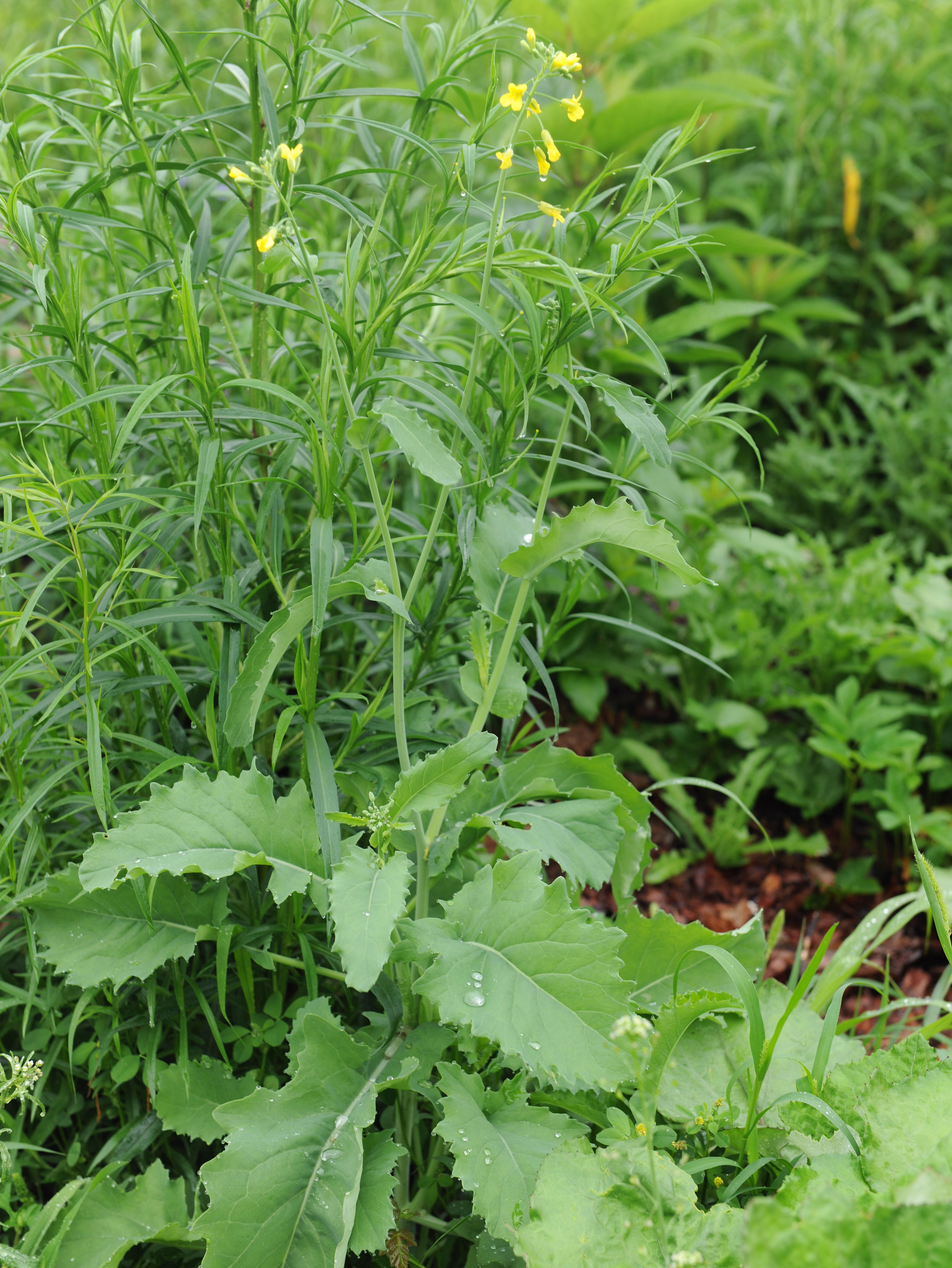 Canola(Brassica napus)_19