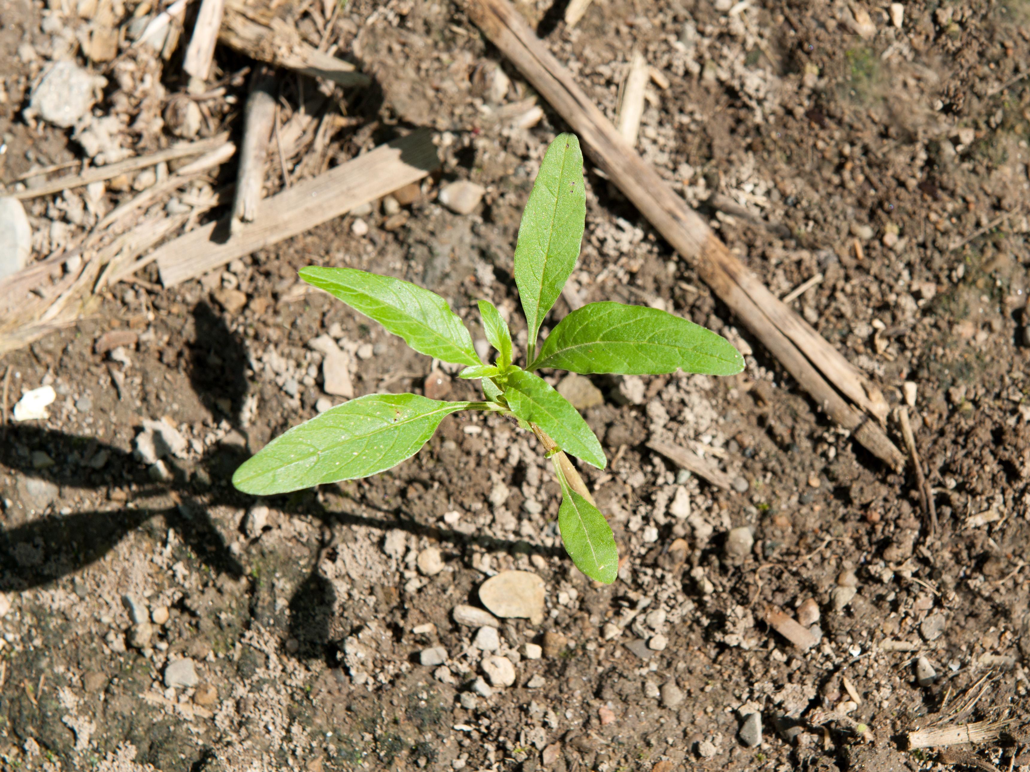 Amarante tuberculée(Amaranthus tuberculatus)_4