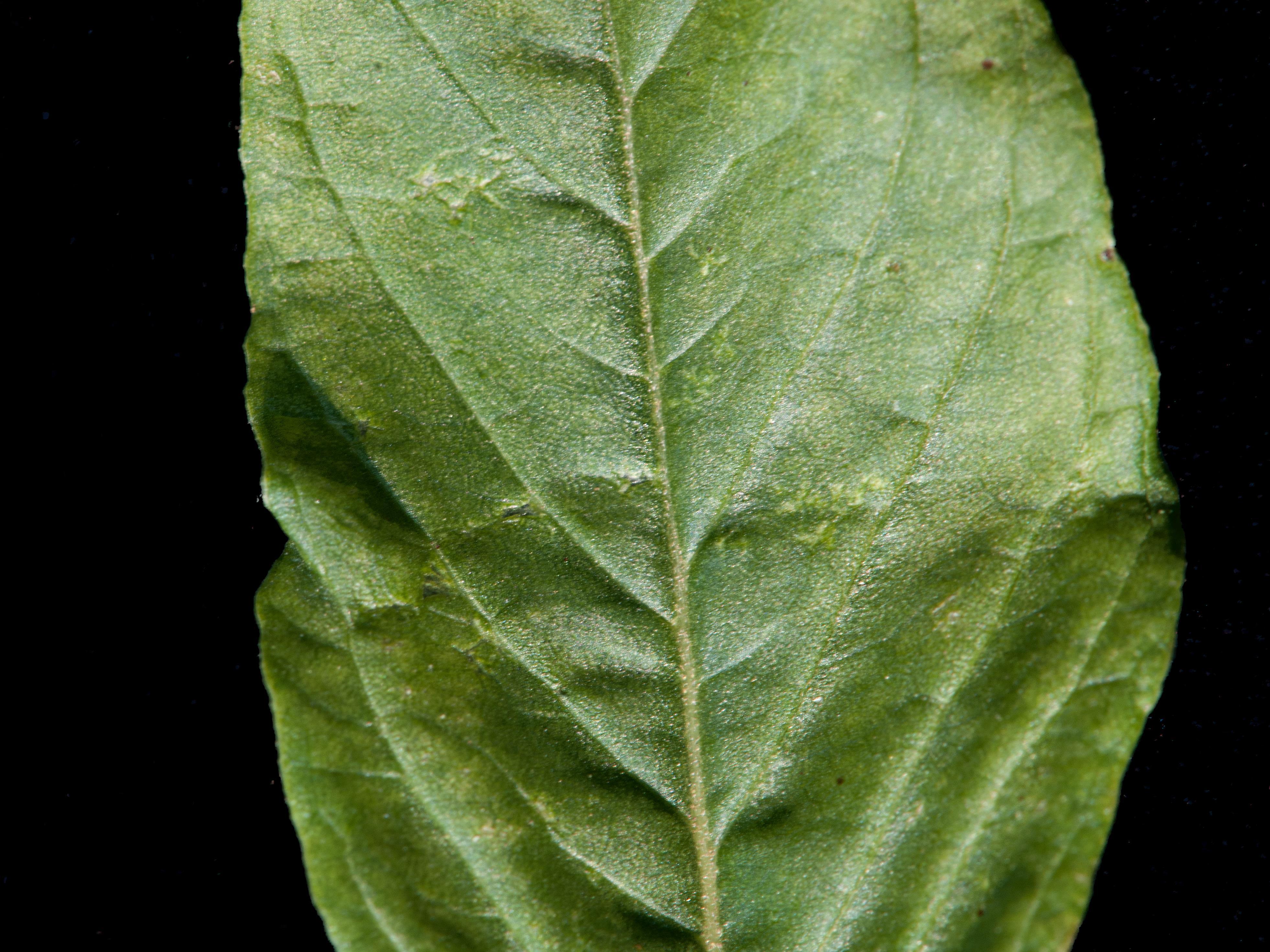 Amarante tuberculée(Amaranthus tuberculatus)_8