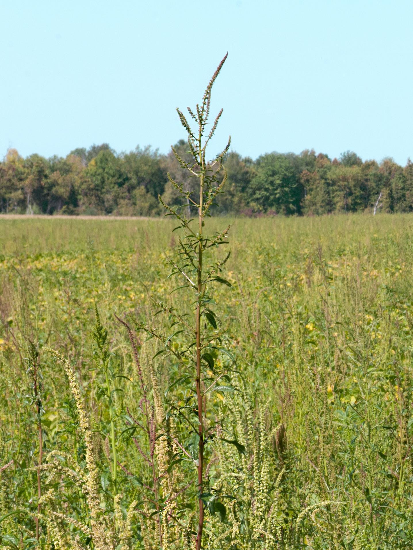 Amarante tuberculée(Amaranthus tuberculatus)_13