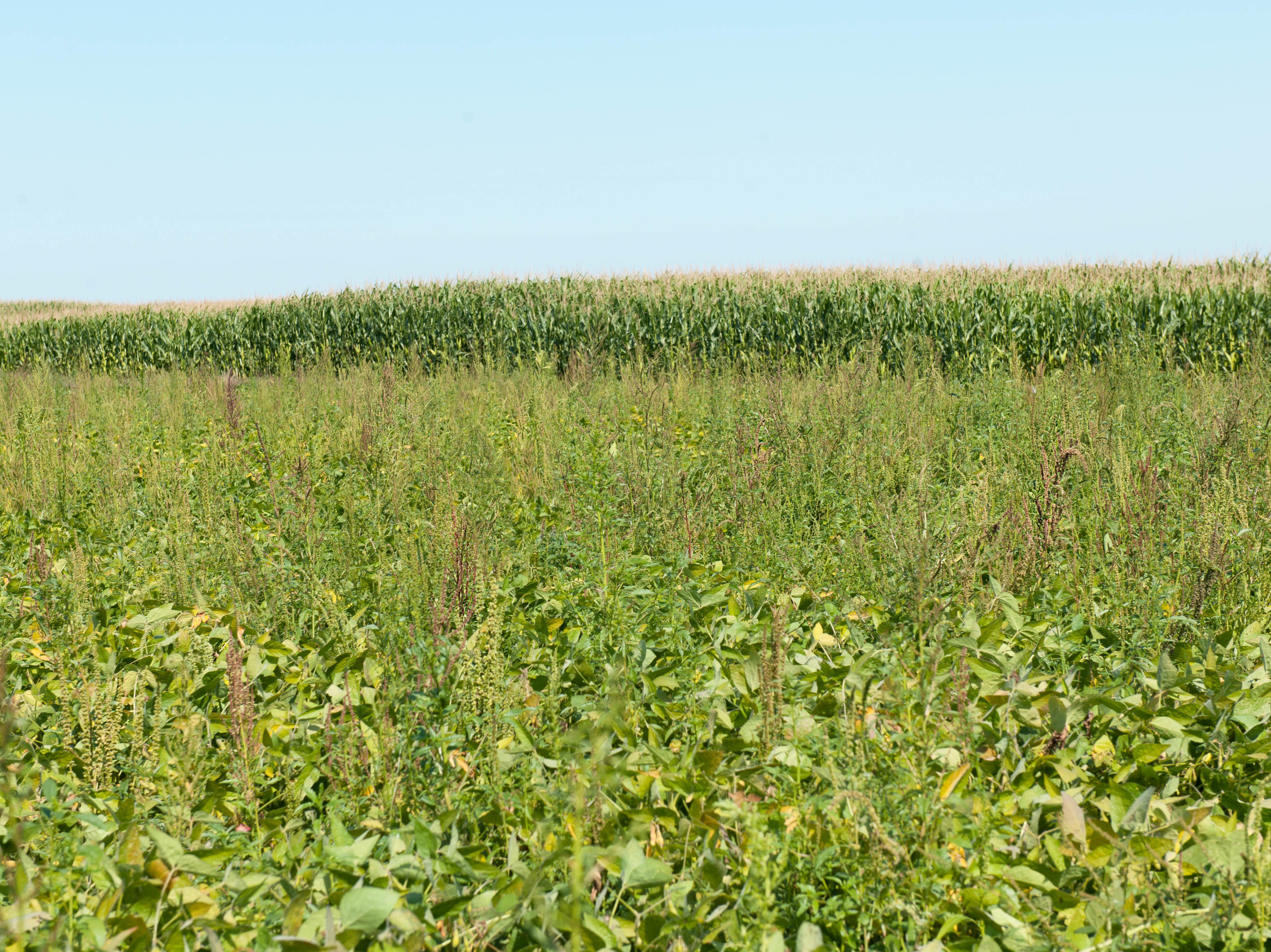 Amarante tuberculée(Amaranthus tuberculatus)_15