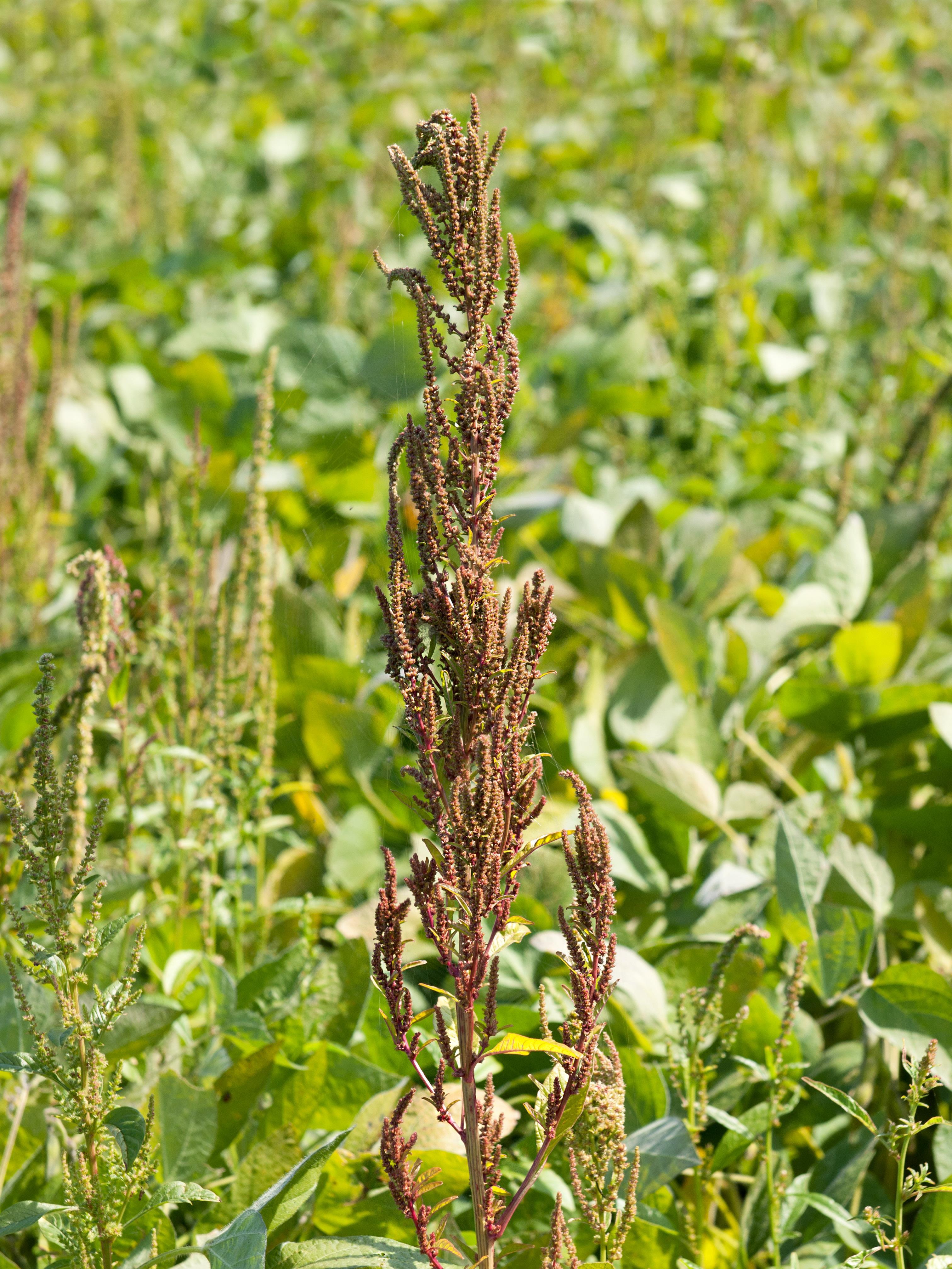 Amarante tuberculée(Amaranthus tuberculatus)_19