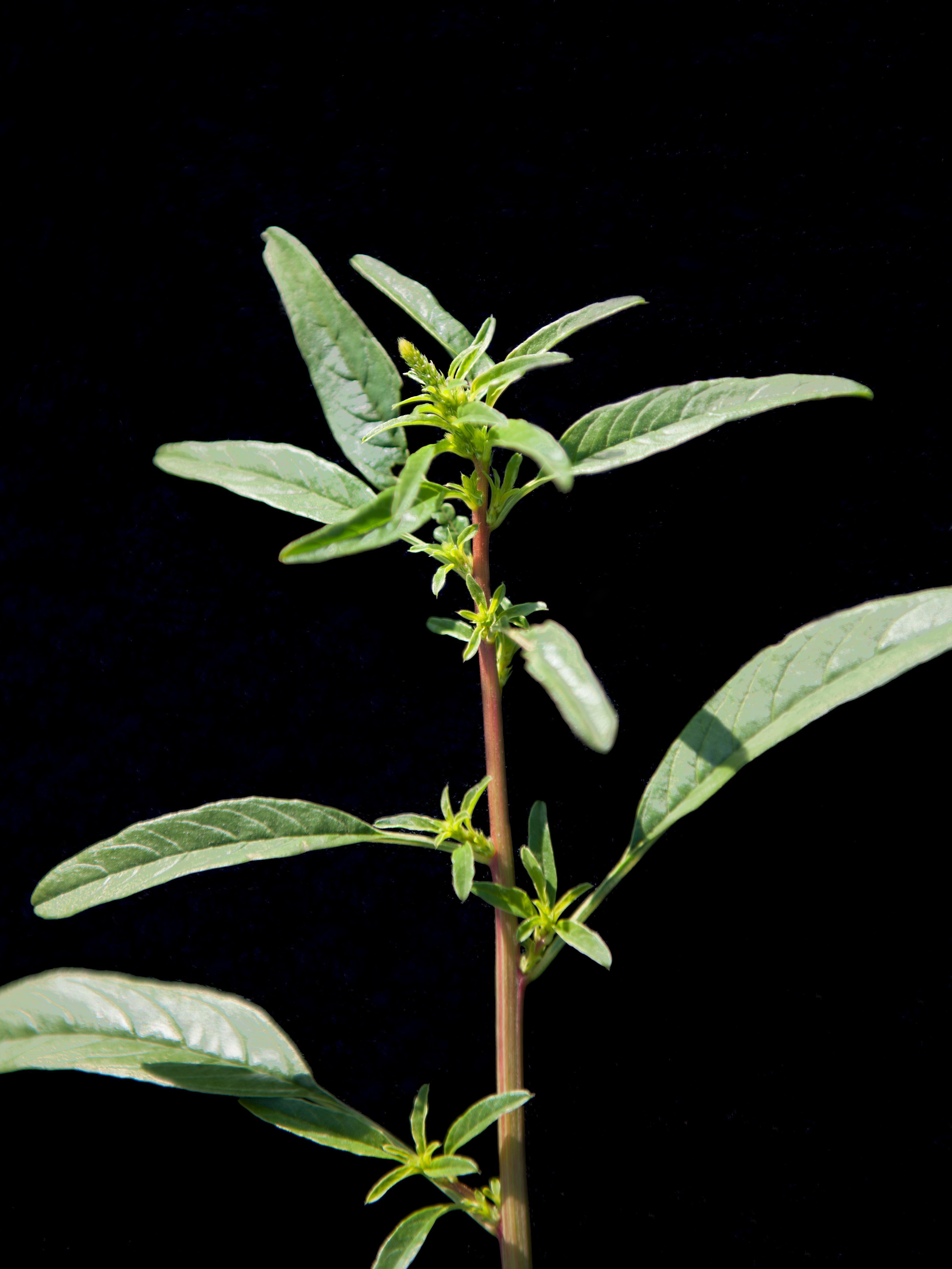 Amarante tuberculée(Amaranthus tuberculatus)_23