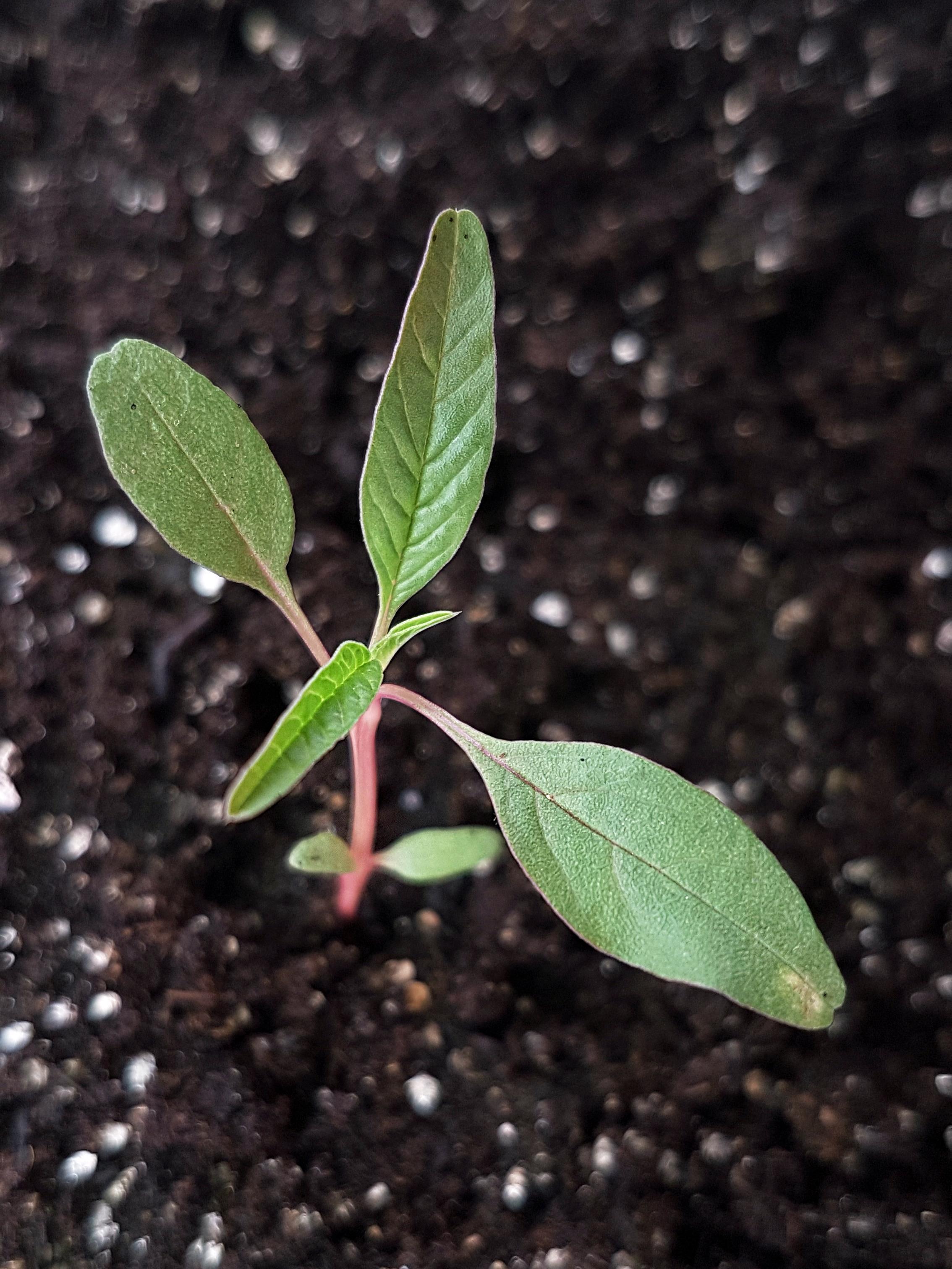 Amarante tuberculée(Amaranthus tuberculatus)_24