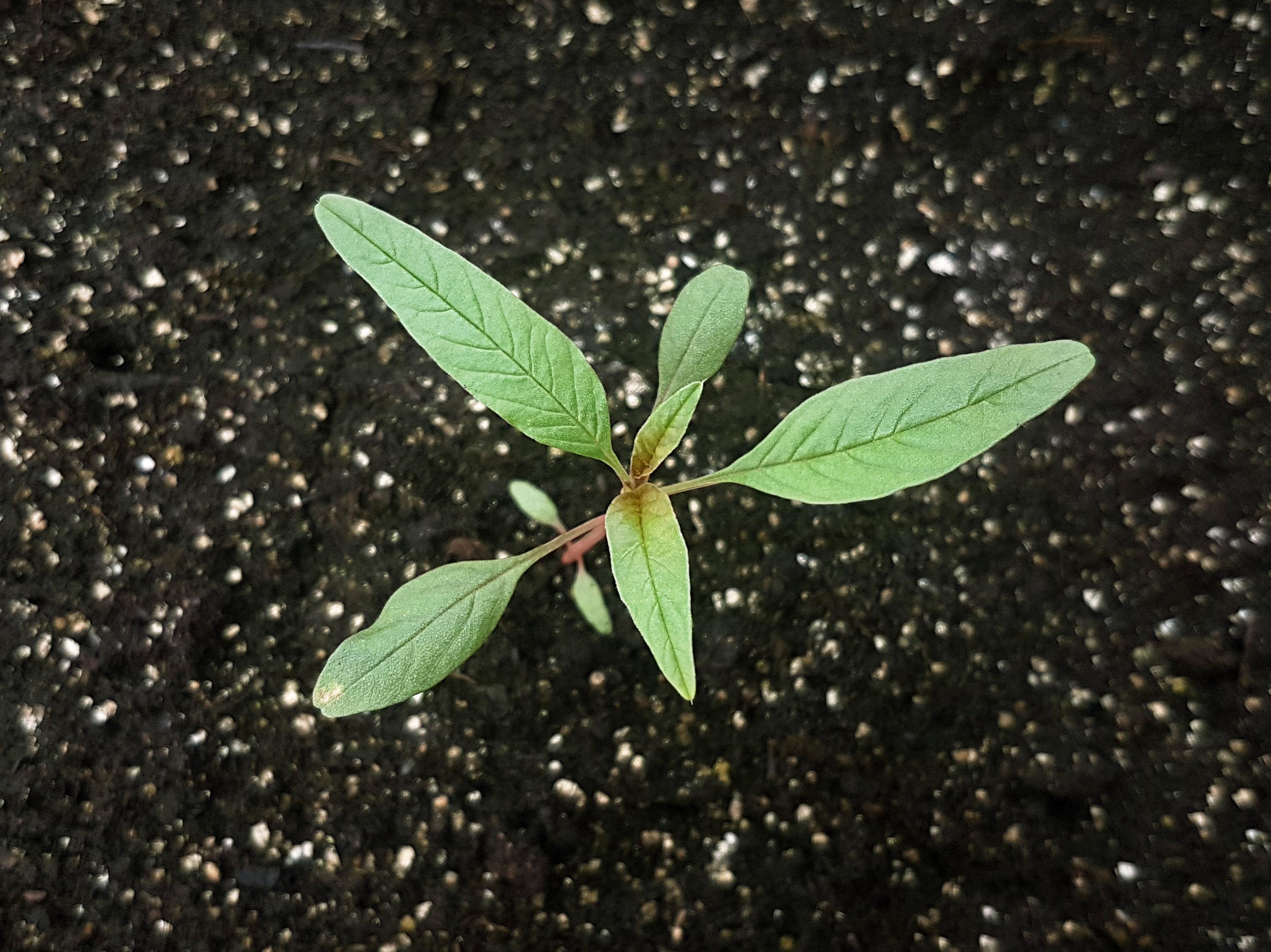 Amarante tuberculée(Amaranthus tuberculatus)_25