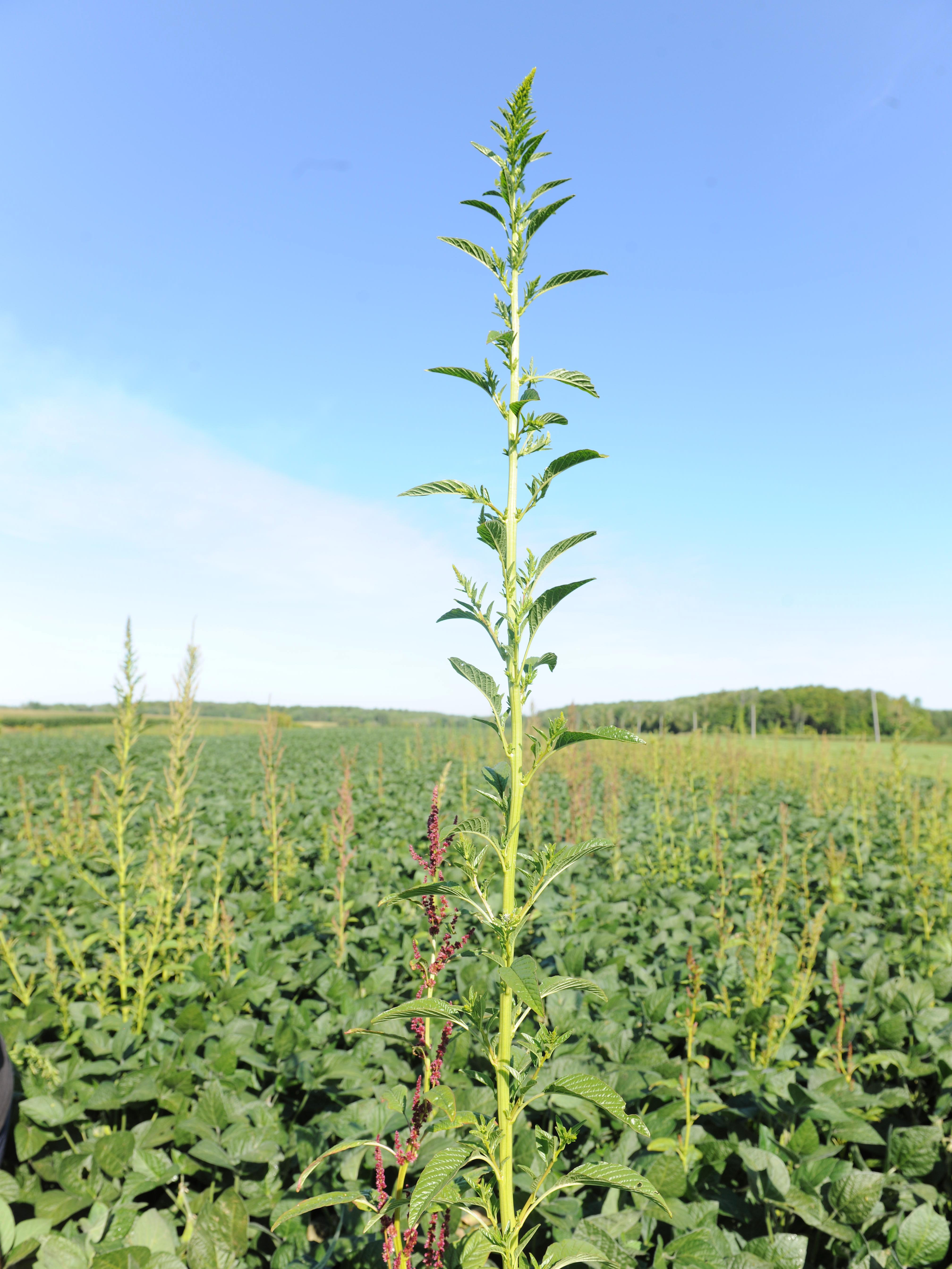 Amarante tuberculée(Amaranthus tuberculatus)_29