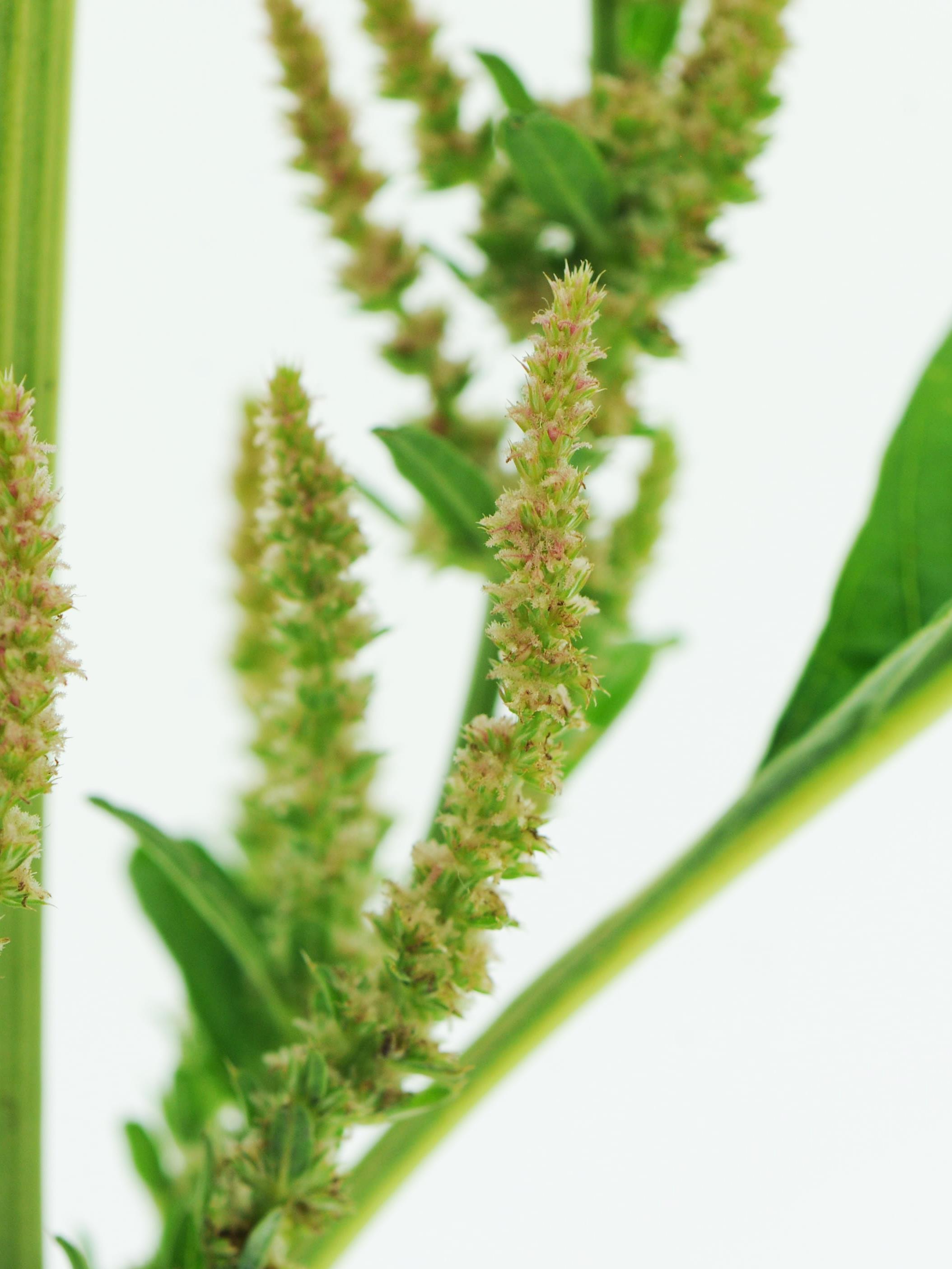 Amarante tuberculée(Amaranthus tuberculatus)_33