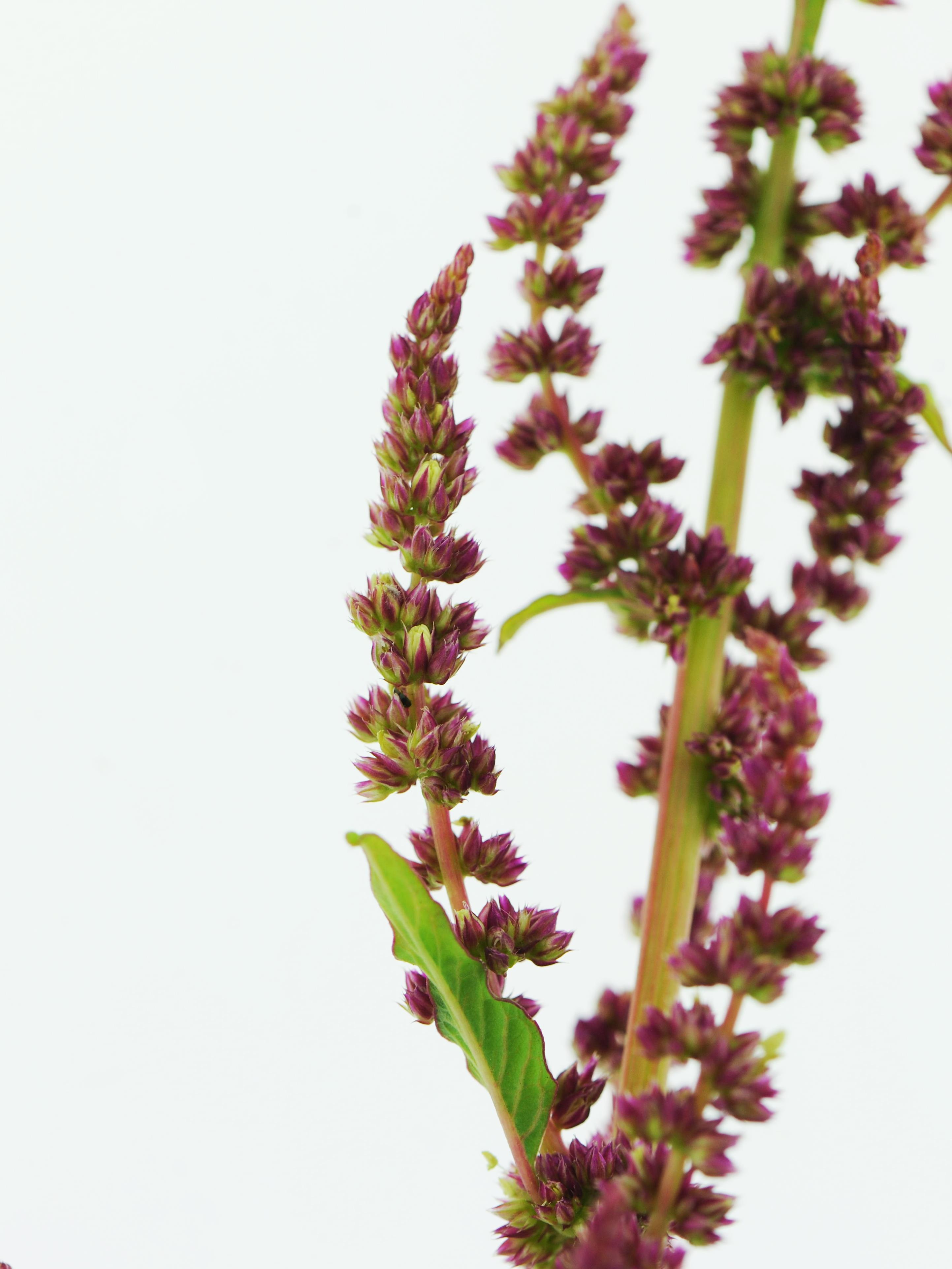 Amarante tuberculée(Amaranthus tuberculatus)_34