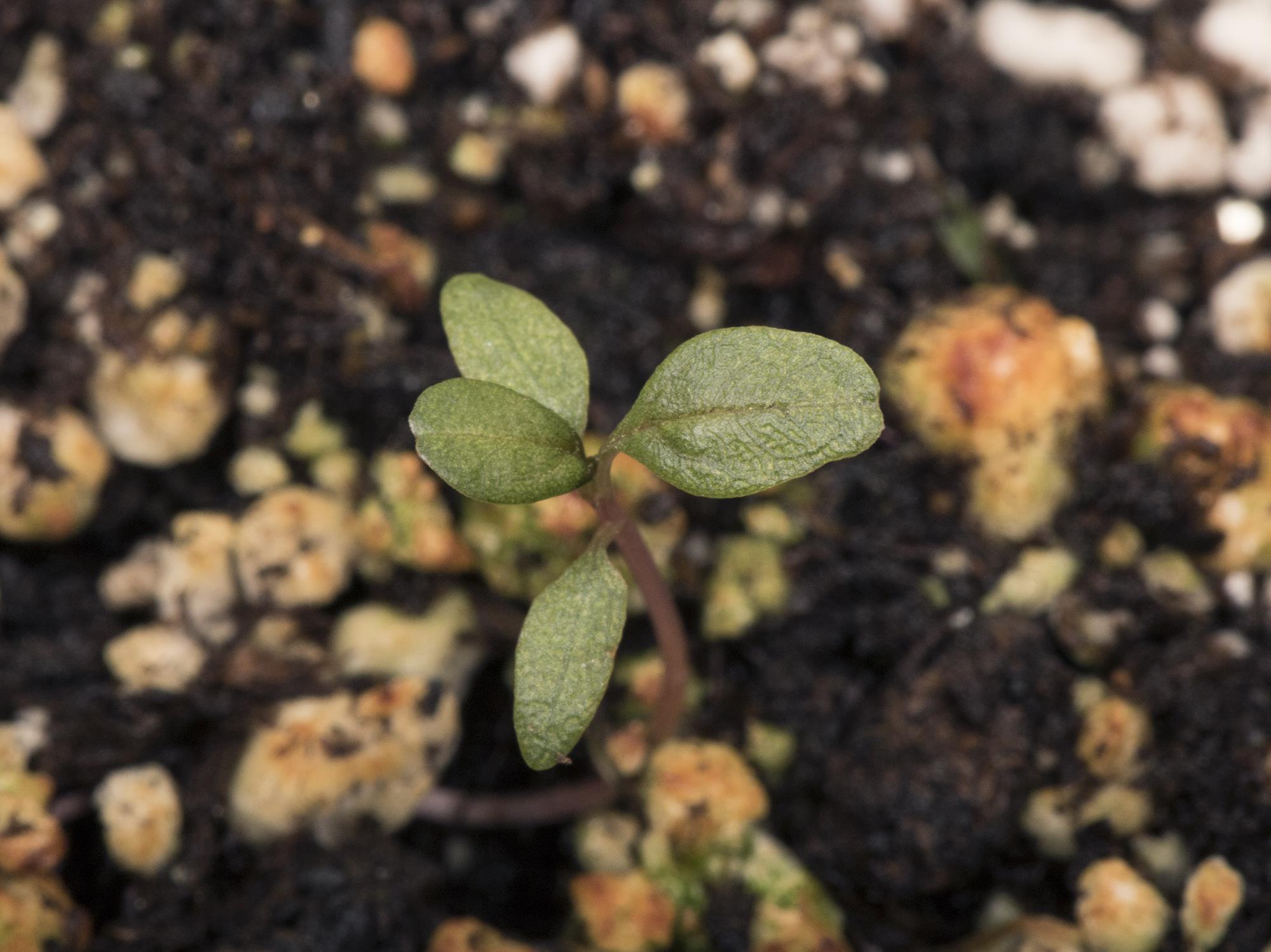 Amarante tuberculée(Amaranthus tuberculatus)_37