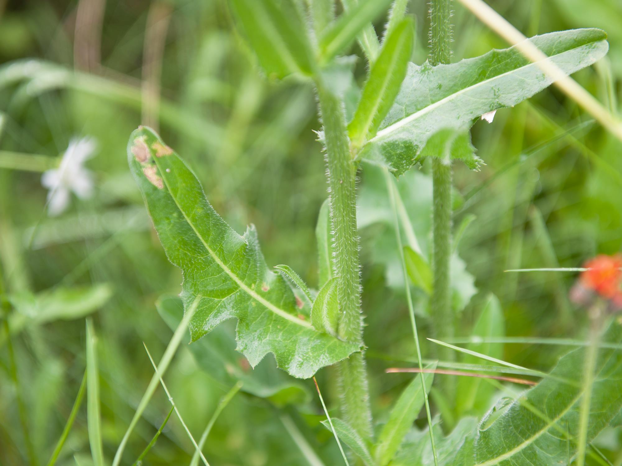 Chicorée sauvage(Cichorium intybus)_3