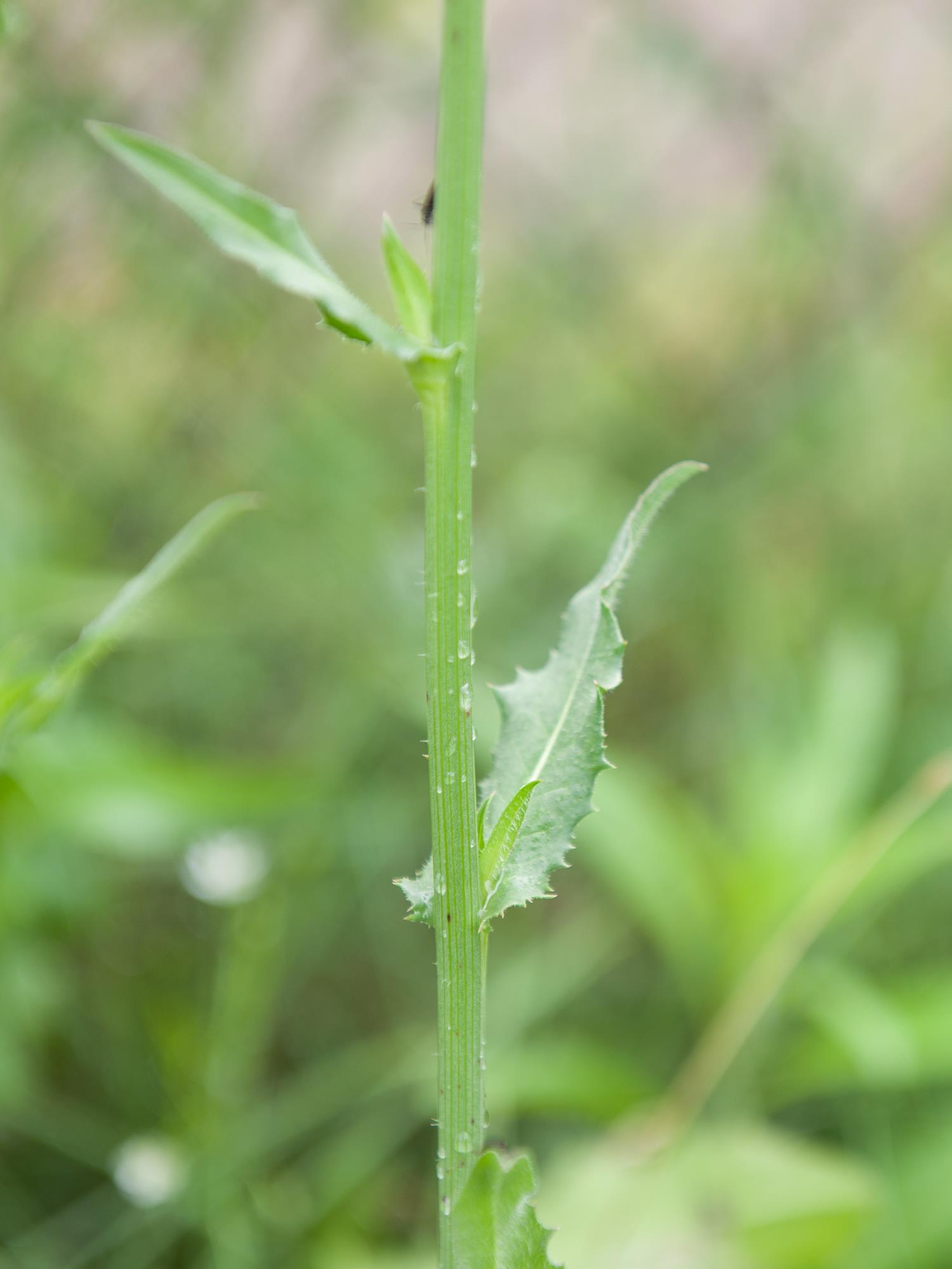 Chicorée sauvage(Cichorium intybus)_4