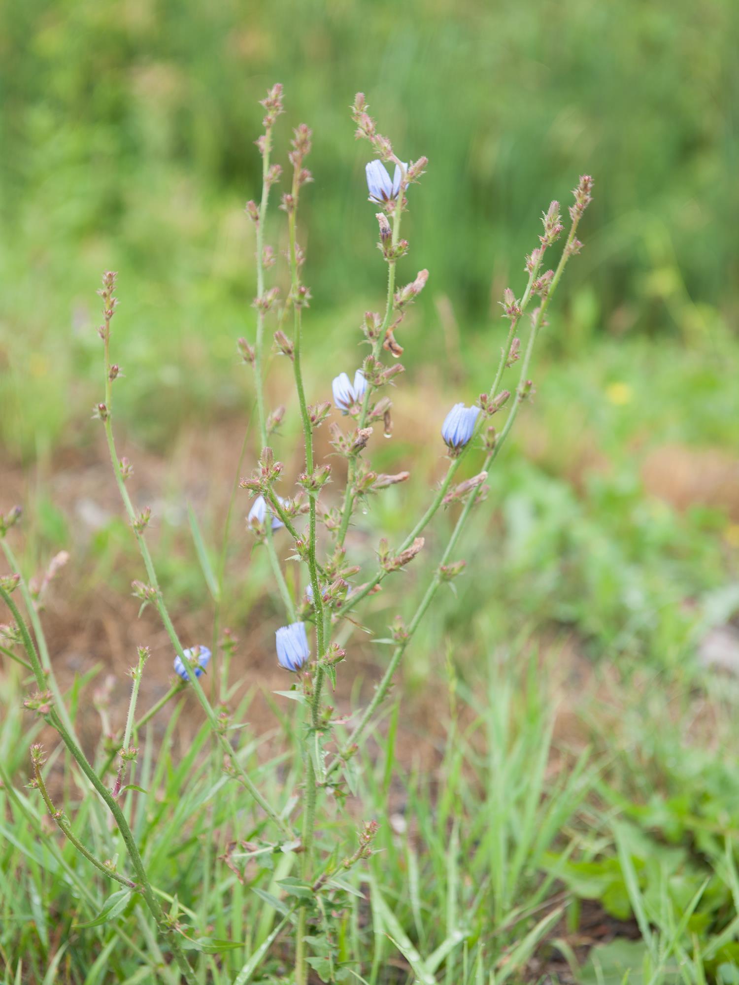 Chicorée sauvage(Cichorium intybus)_5