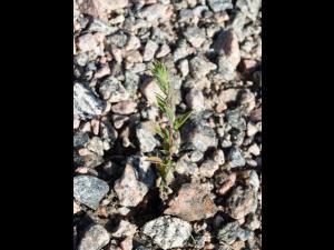 Kochia balais (Bassia scoparia)_23