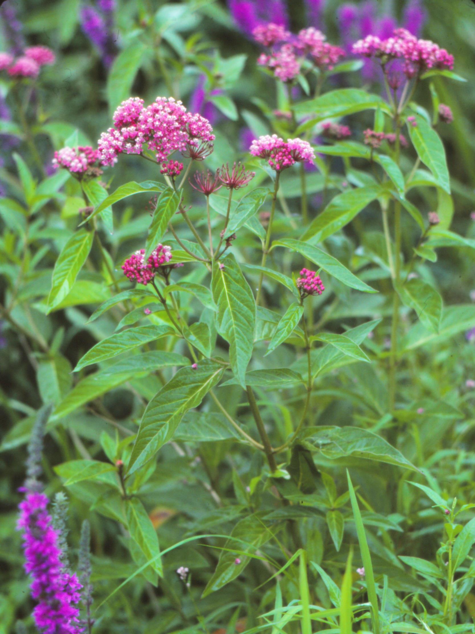 Asclépiade incarnate(Asclepias incarnata)_1