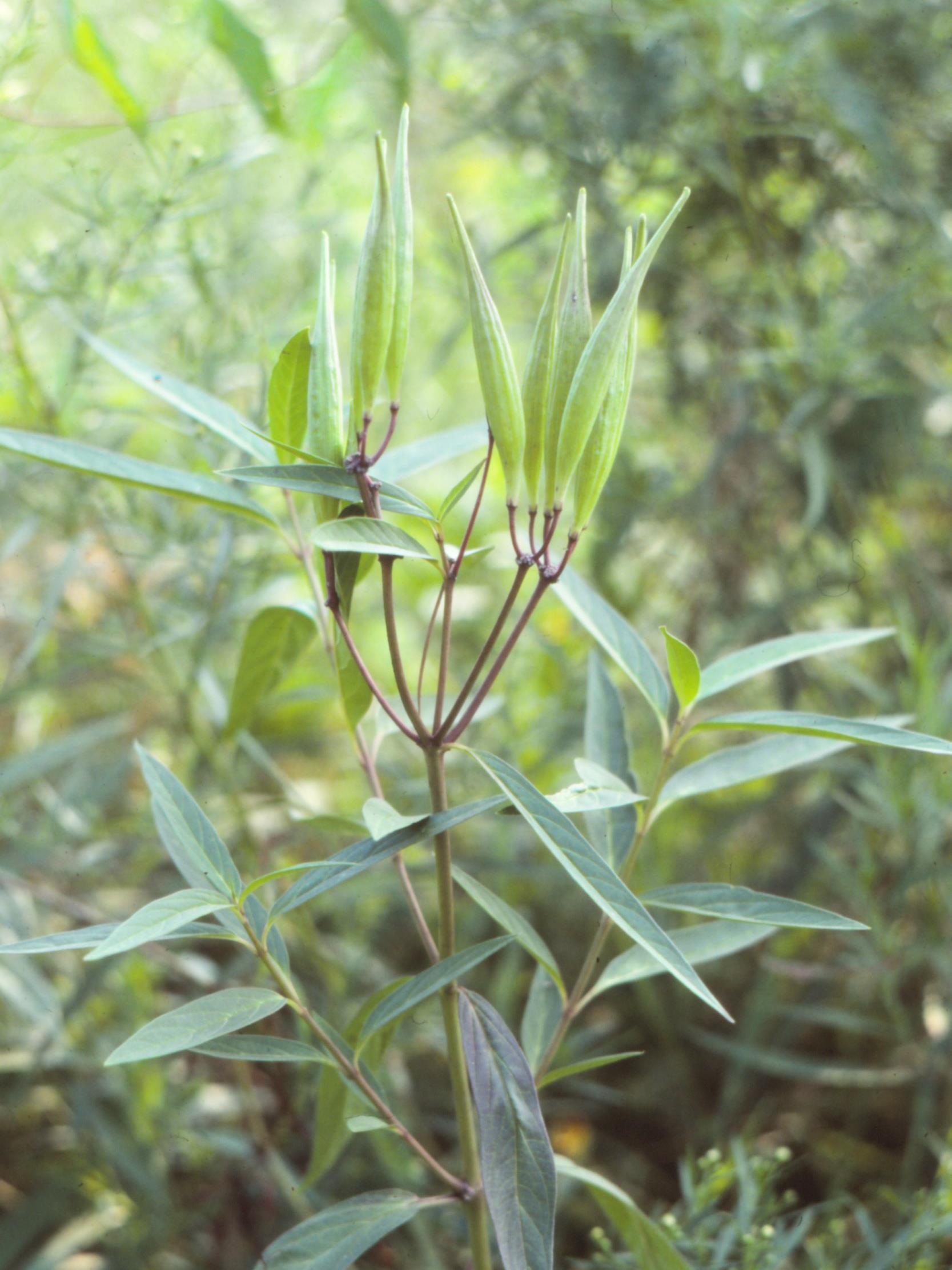 Asclépiade incarnate(Asclepias incarnata)_3