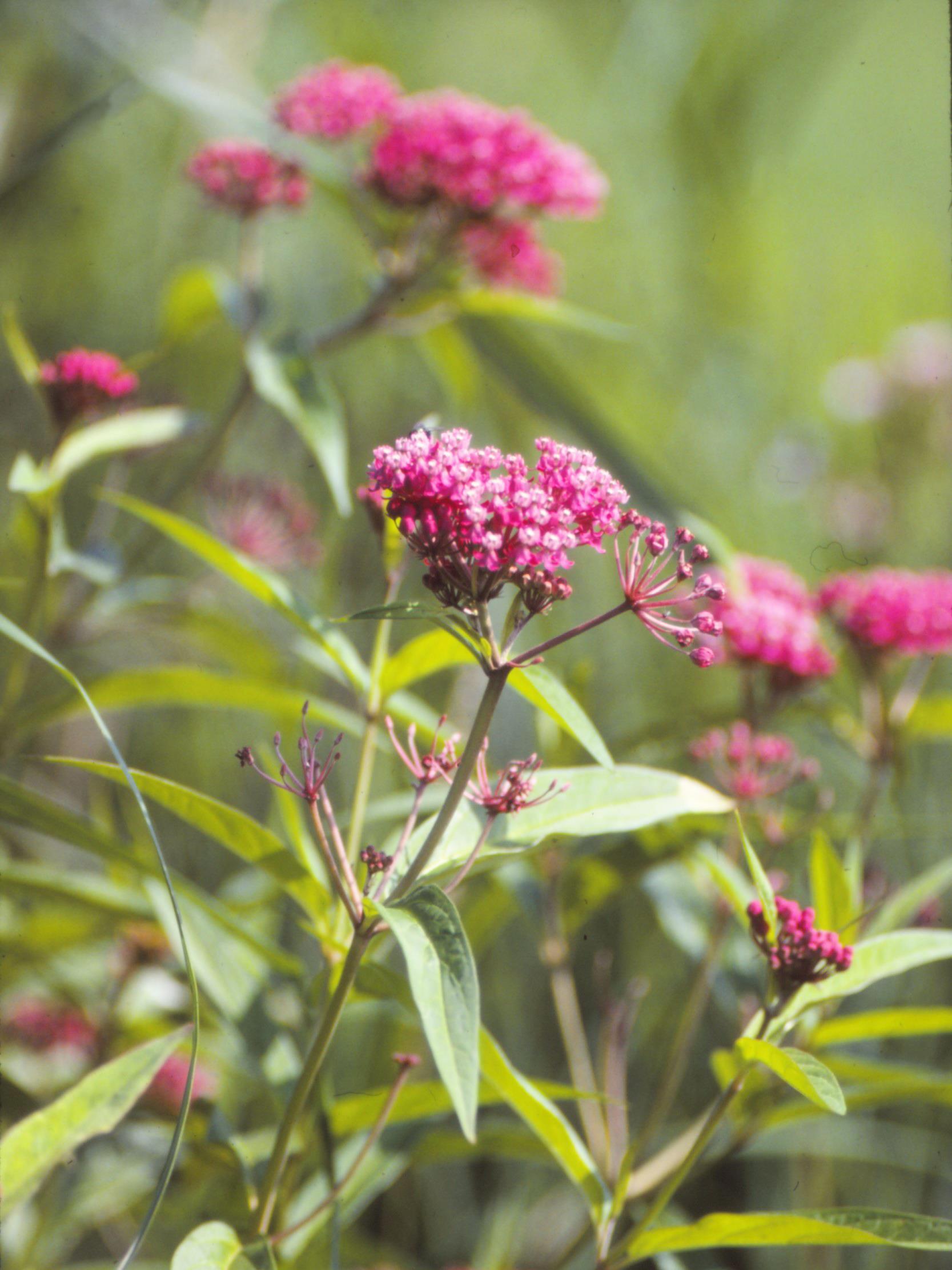 Asclépiade incarnate(Asclepias incarnata)_5