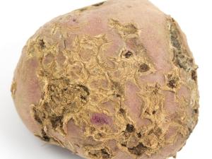 Pomme de terre - Gale commune (Streptomyces scabiei)