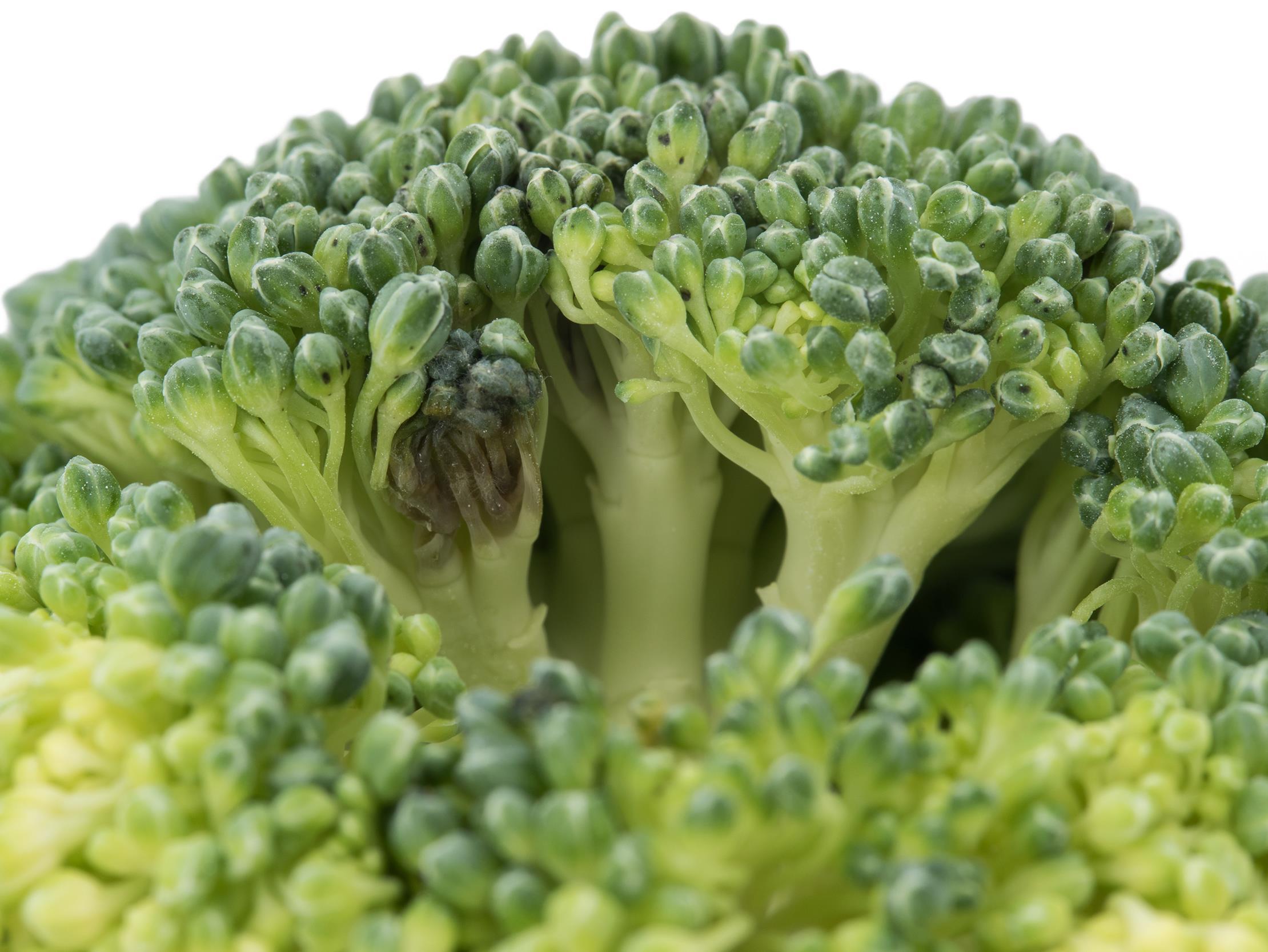 Brocoli - Tache noire alternarienne (Alternaria brassicicola)