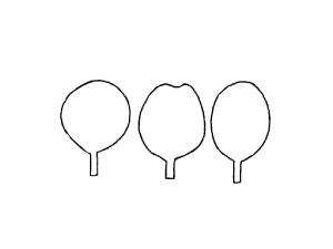 Identification_Orbiculaire