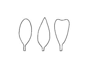 Identification_Oblong