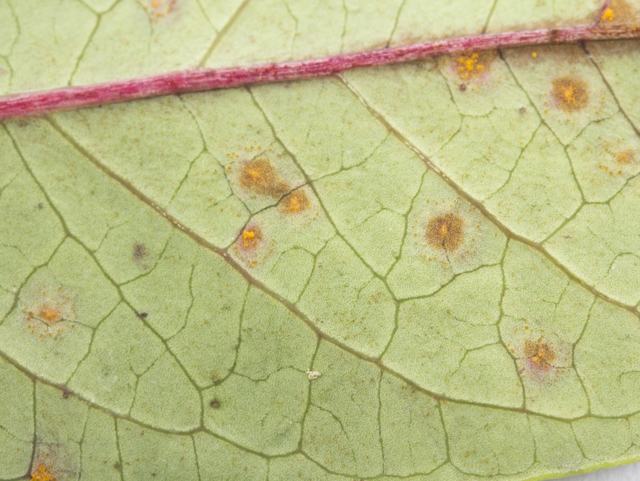 Bleuet en corymbe - Rouille de la pruche (Naohidemyces vaccinii)