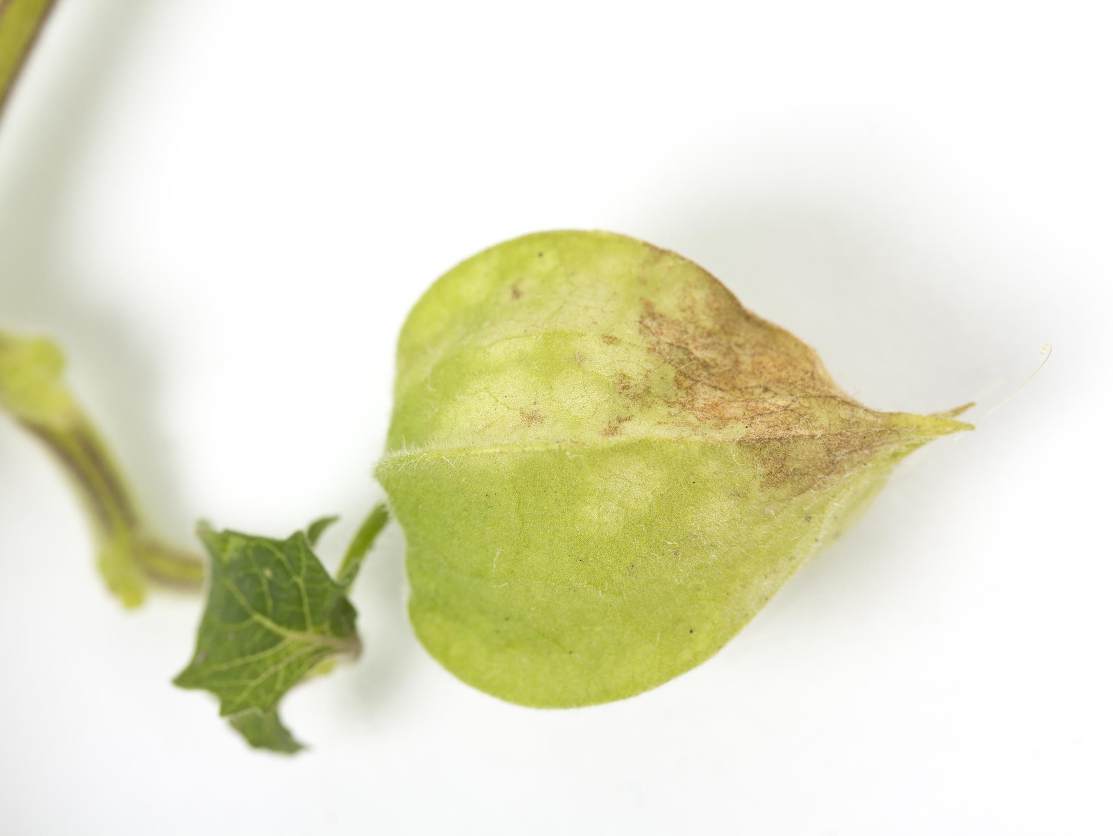 cerise de terre - entyloma sp.