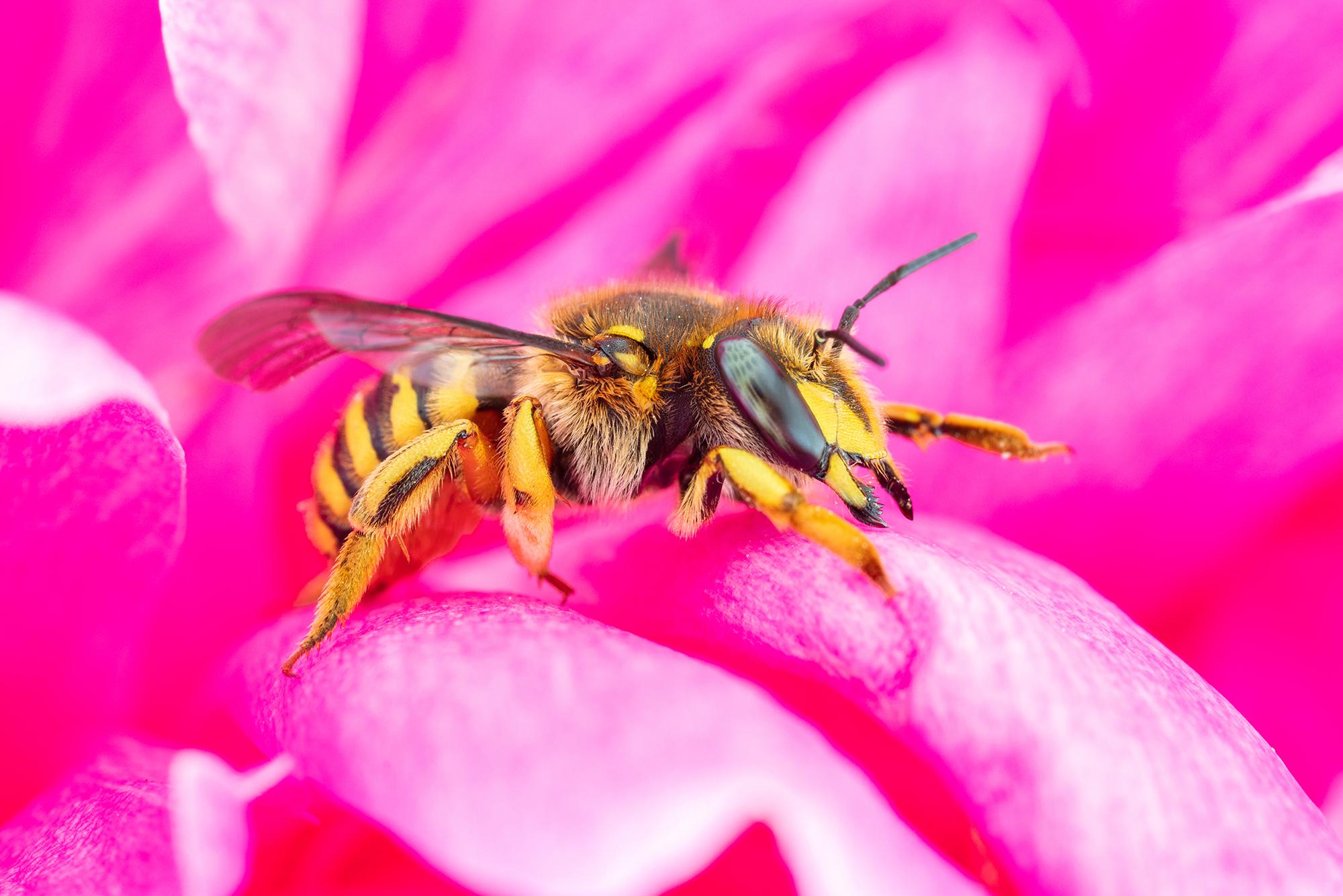 Abeille cotonnière européenne (Anthidium manicatum)_1