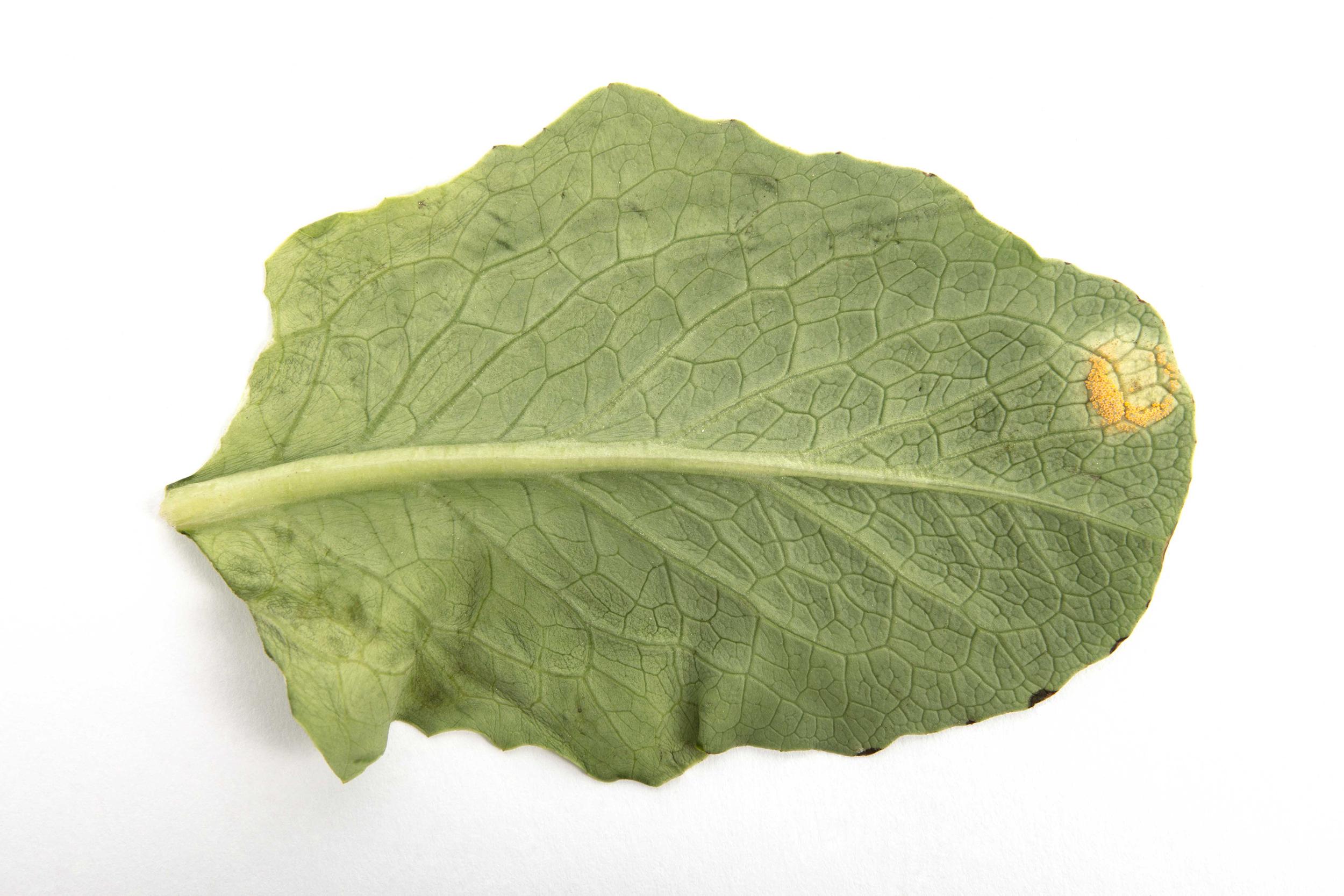 Laitues - Rouille (Puccinia sp.)_1