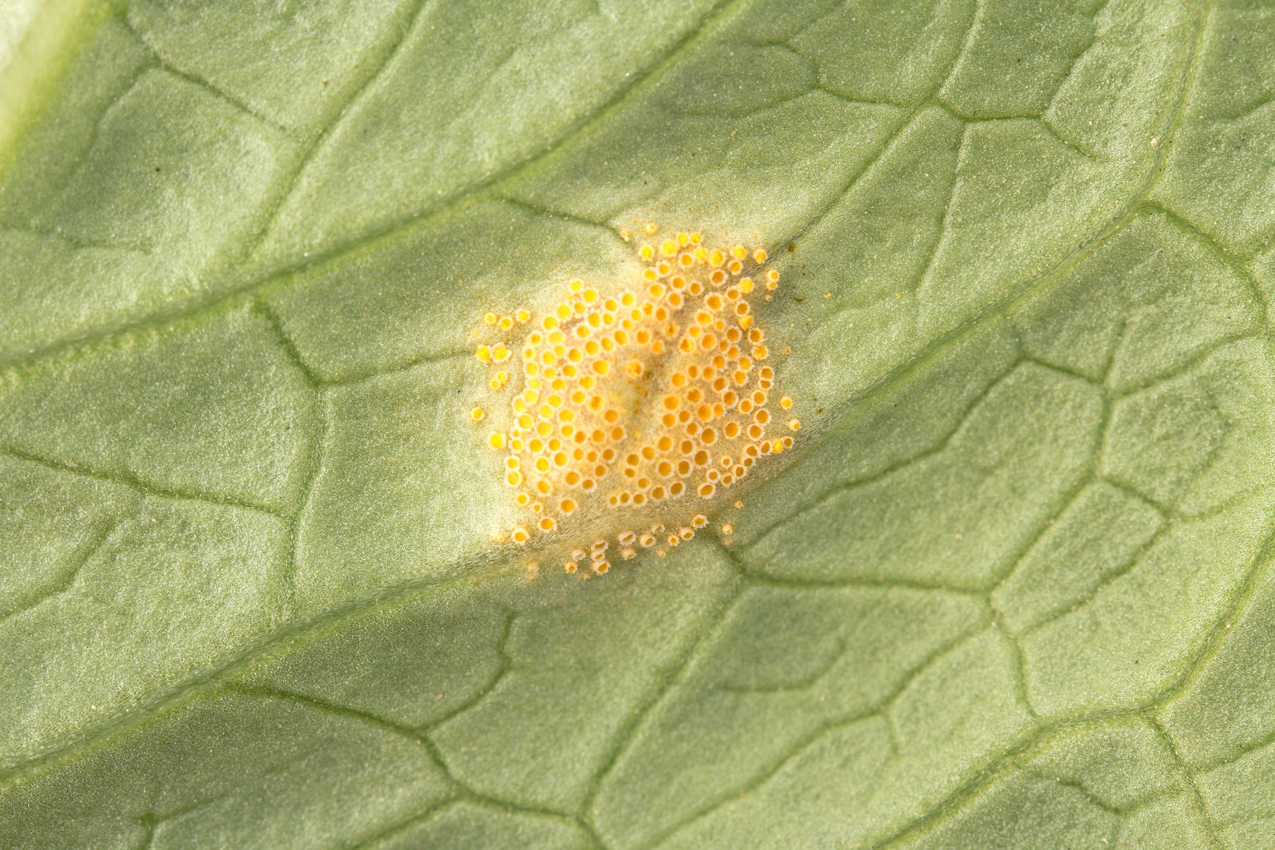 Laitues - Rouille (Puccinia sp.)_3