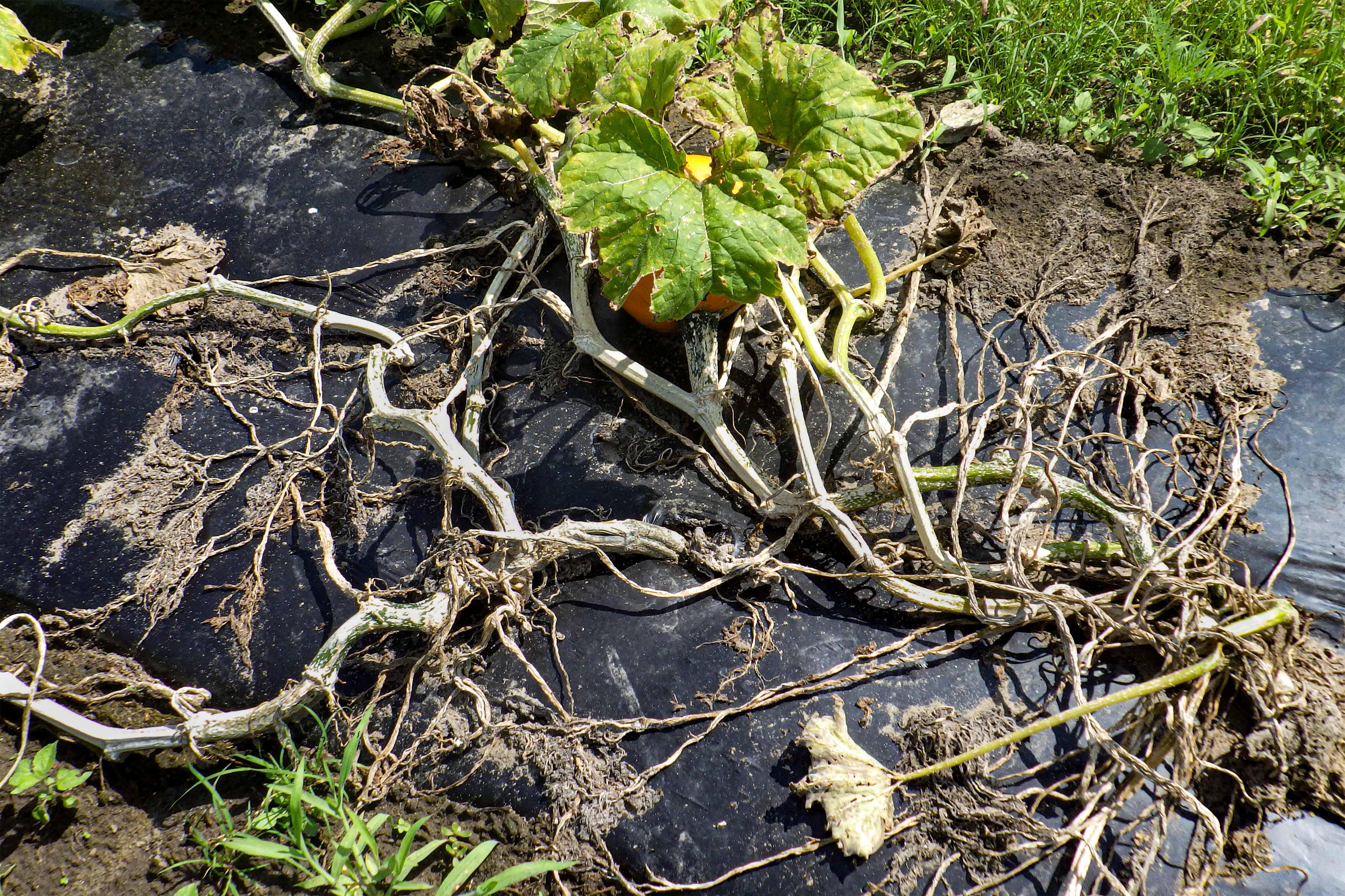 Citrouille plectosporium tabacinum