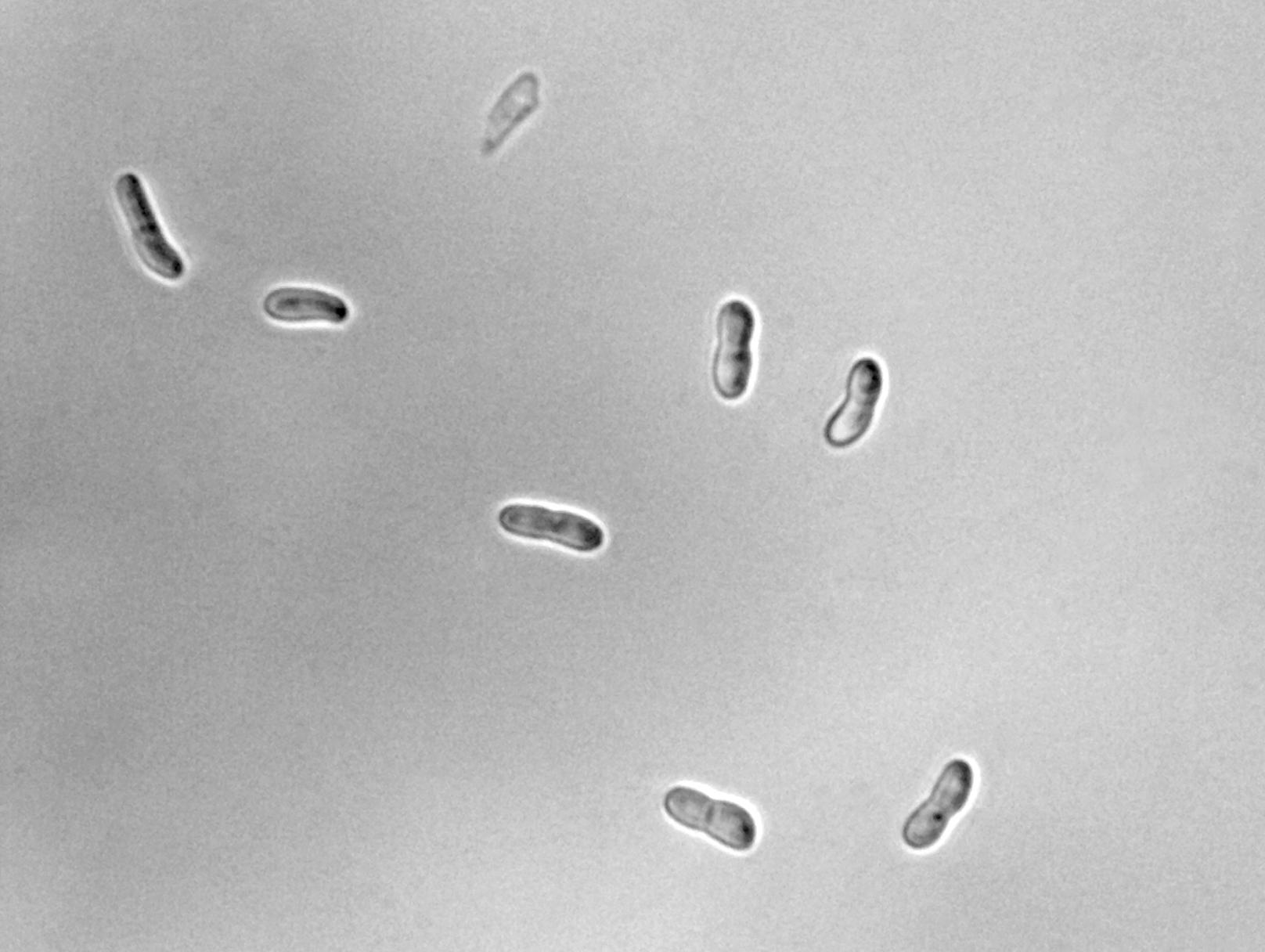 Ascochyta-36_LQ