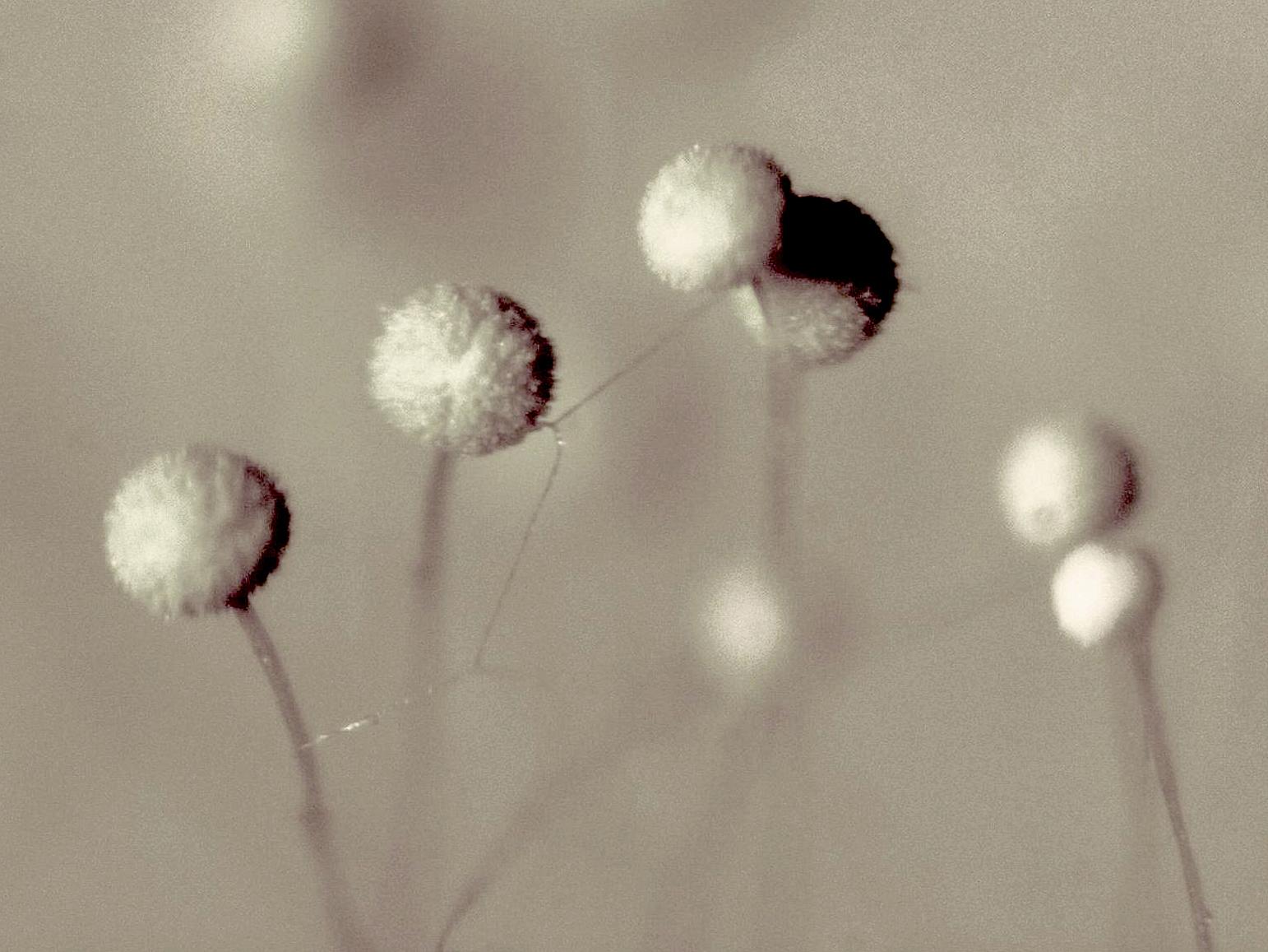 Aspergillus-36_LQ