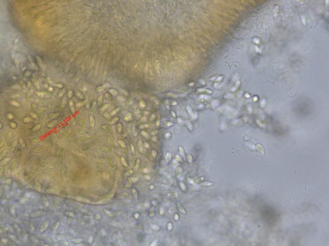 Coniella-vitis_D45881_vigne